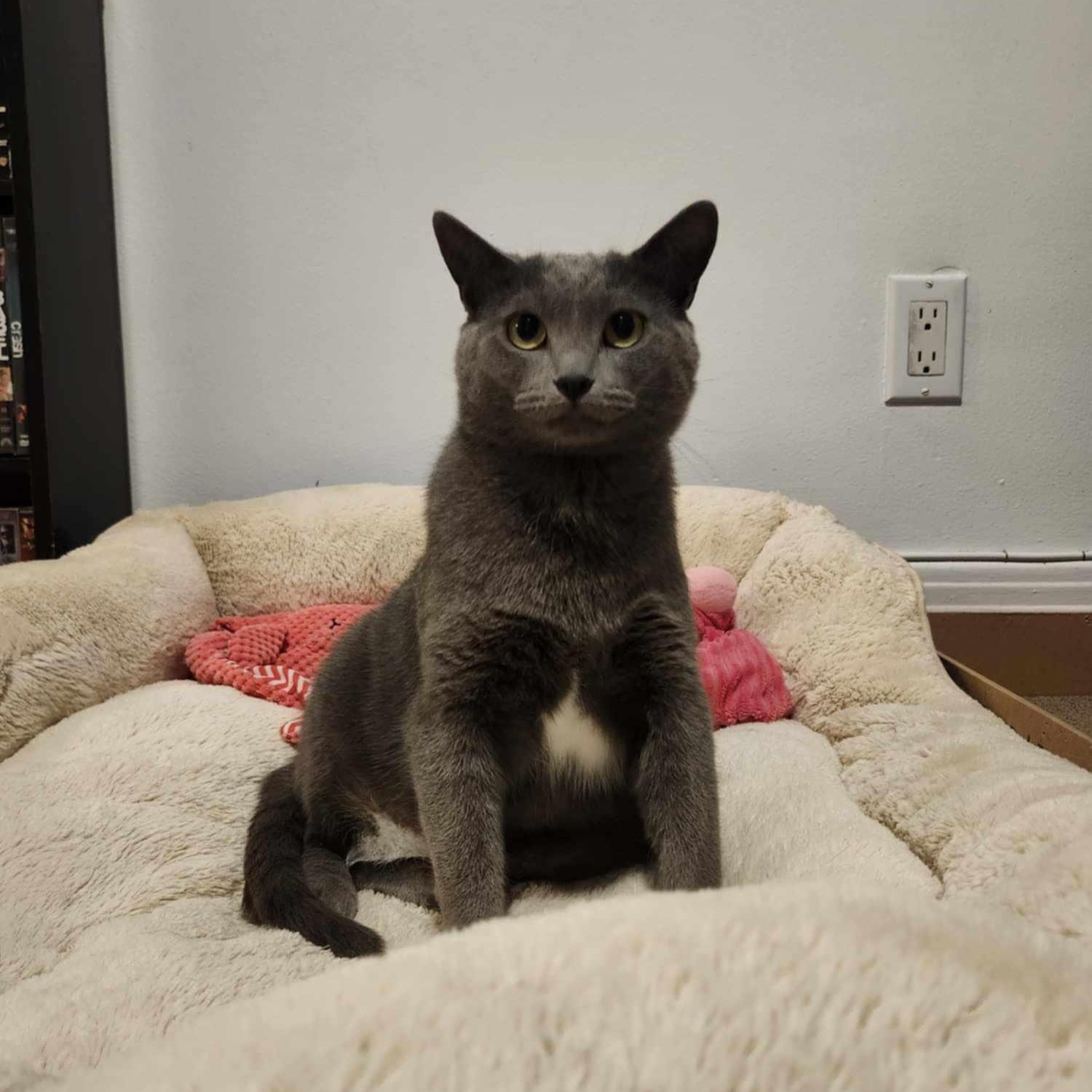 Adèle, an adoptable Domestic Short Hair in Terrebonne, QC, J6Y 1H9 | Photo Image 2