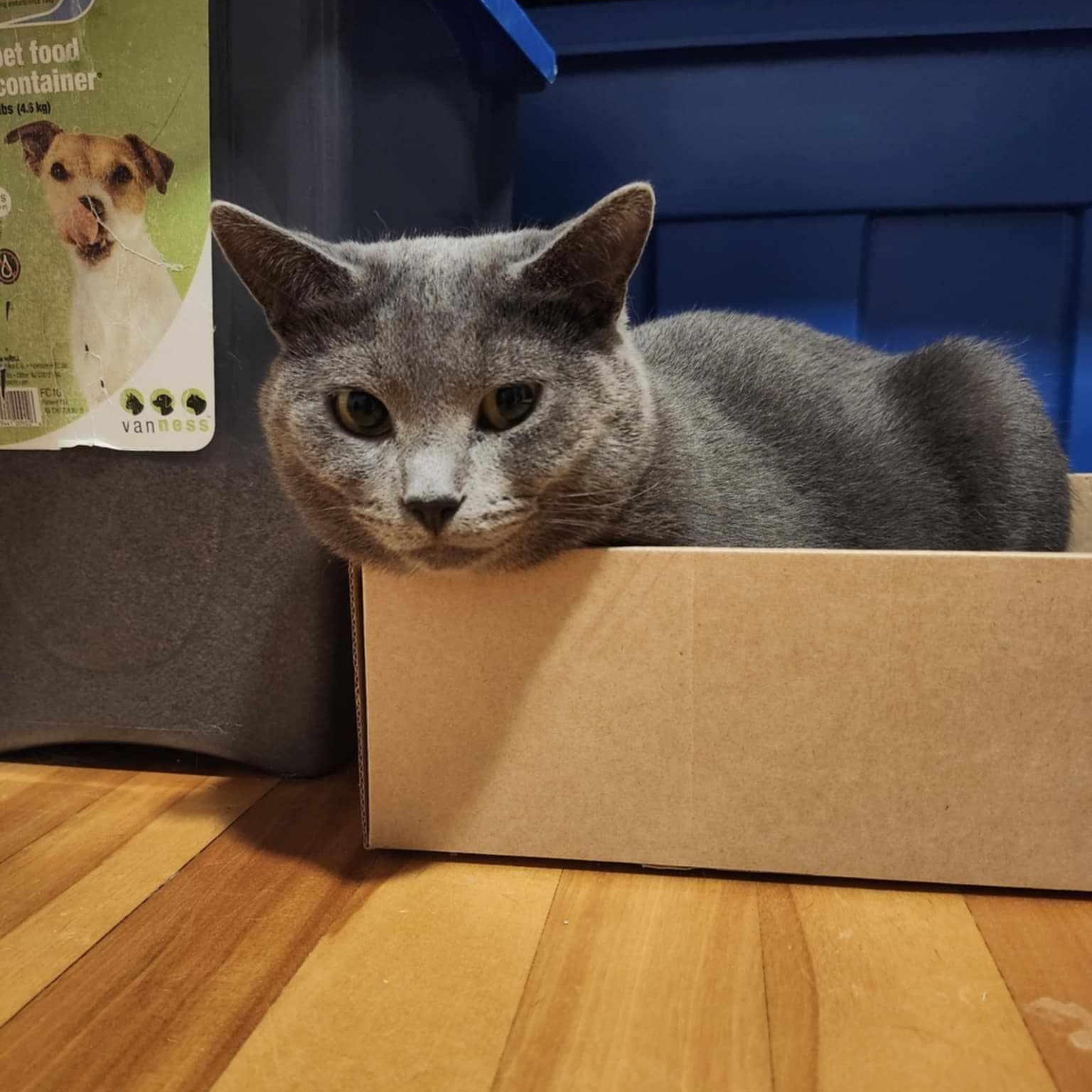 Adèle, an adoptable Domestic Short Hair in Terrebonne, QC, J6Y 1H9 | Photo Image 4