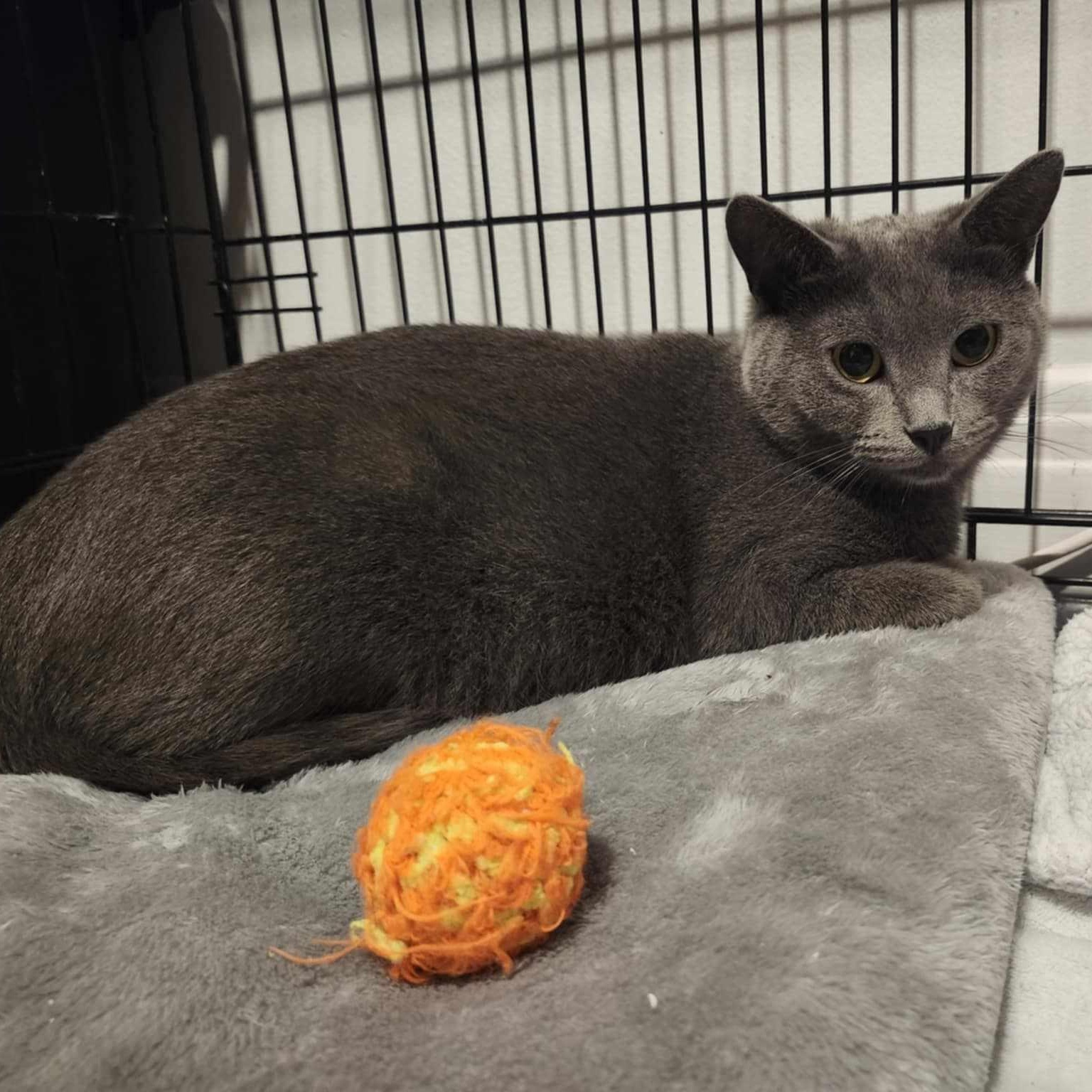 Adèle, an adoptable Domestic Short Hair in Terrebonne, QC, J6Y 1H9 | Photo Image 5