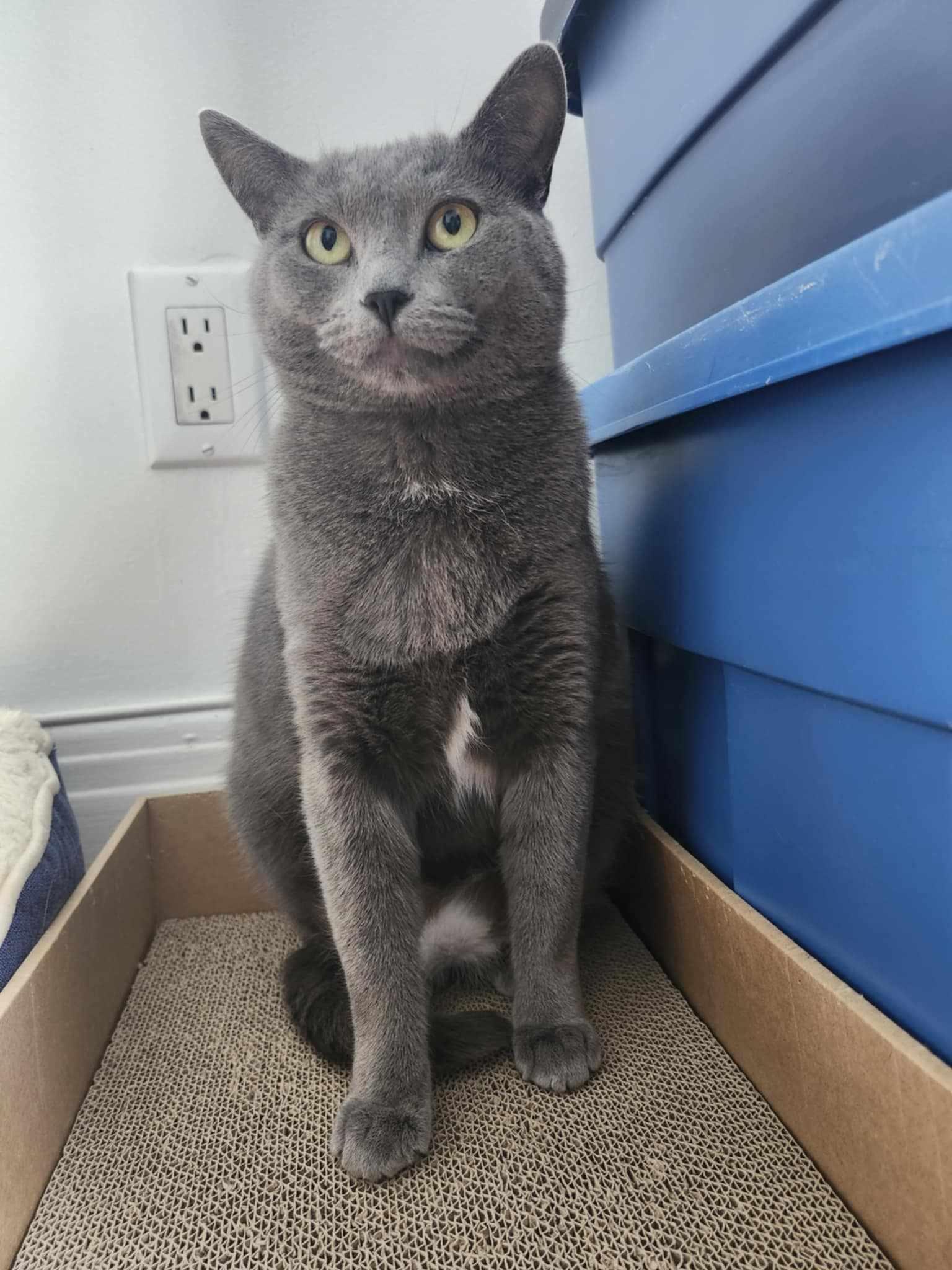 Adèle, an adoptable Domestic Short Hair in Terrebonne, QC, J6Y 1H9 | Photo Image 6