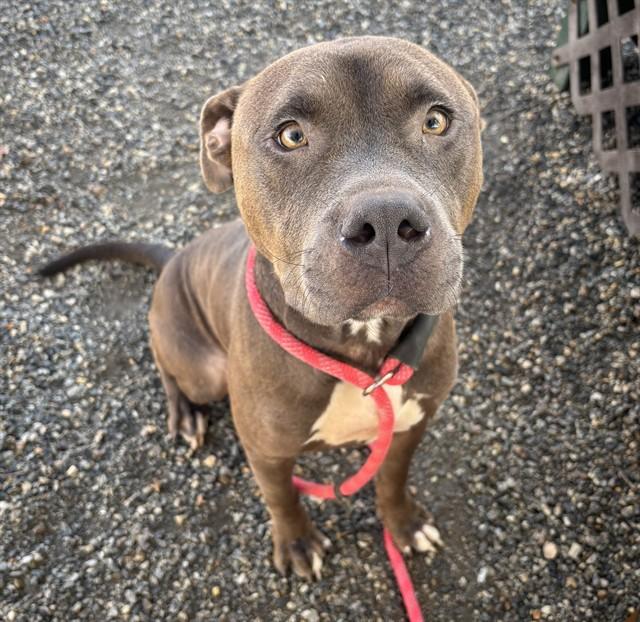 Enlarge OAKLEY, a Adoptable mixed breed in Lincolnton, NC image 1/1