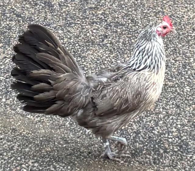 HENRIETTA, Adoptable, Young Female Chicken.