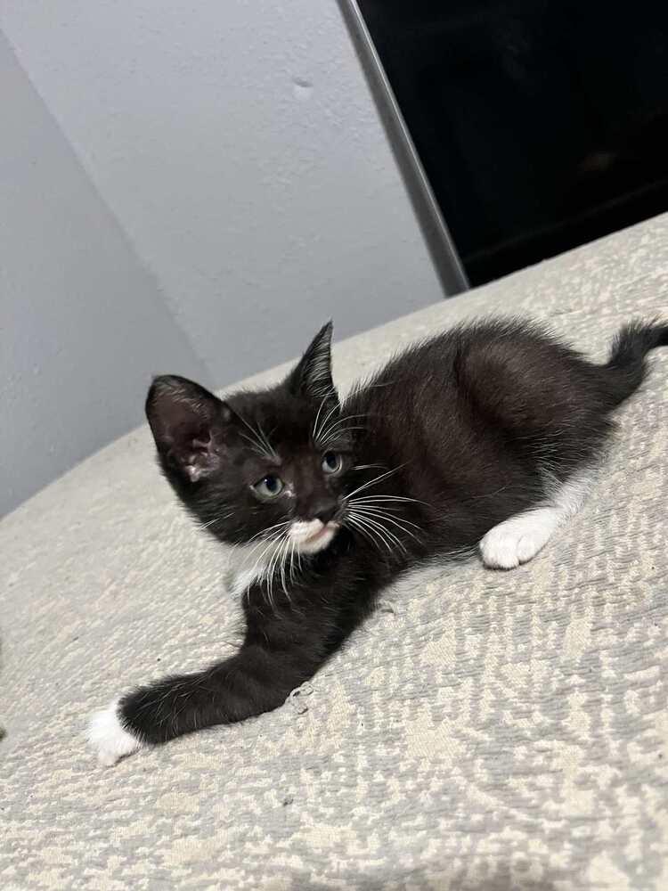 Kitty Softpaws, Adoptable, Kitten Female Domestic Short Hair.