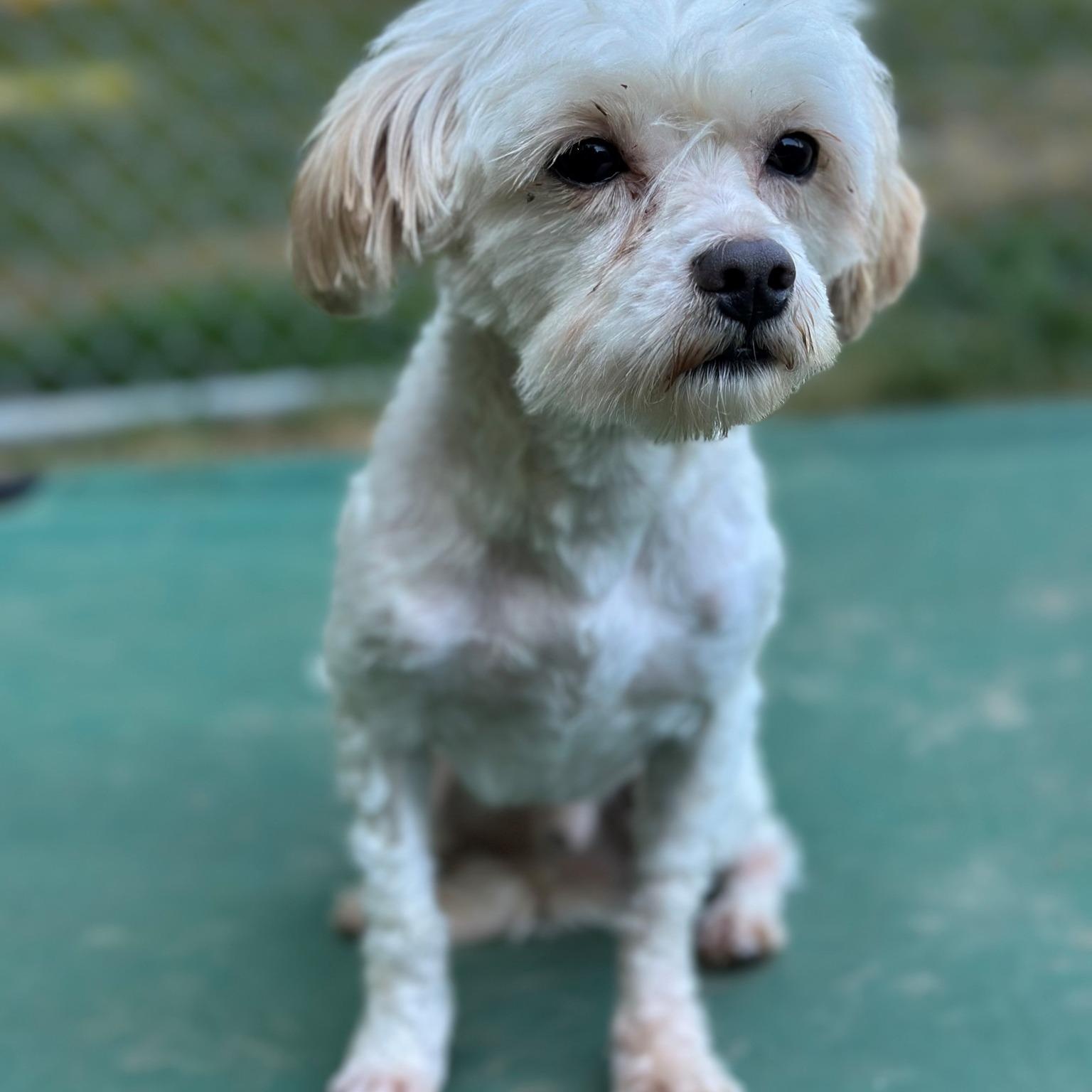Enlarge Ernie, a Adopted Maltese in Old Lyme, CT image 1/2