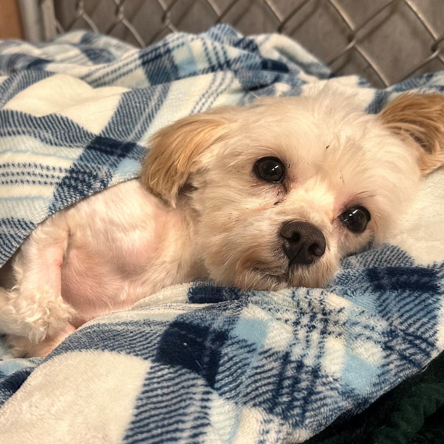 Ernie, Adopted, Young Male Maltese.