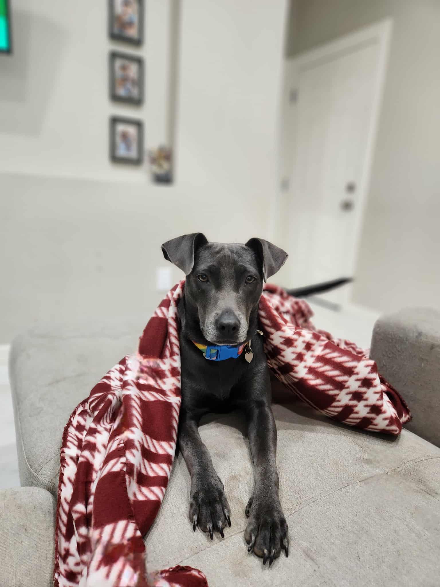 Skye, a Adoptable mixed breed in Commerce City, CO image 2/6