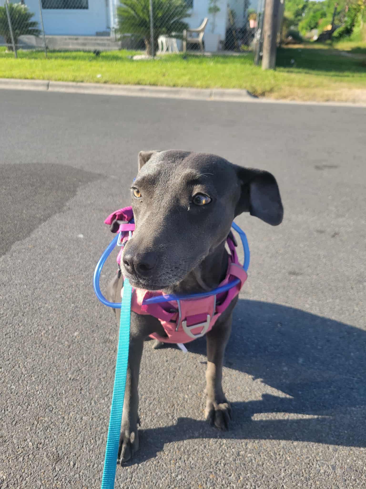 Skye, a Adoptable mixed breed in Commerce City, CO image 3/6