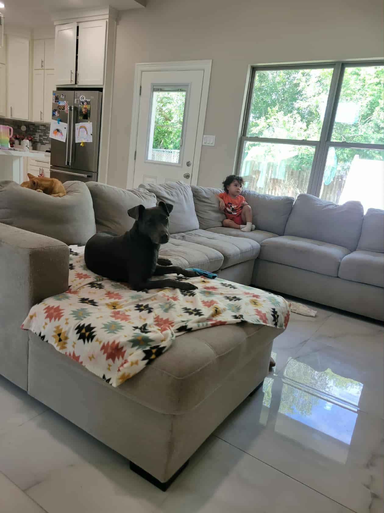 Skye, a Adoptable mixed breed in Commerce City, CO image 4/6