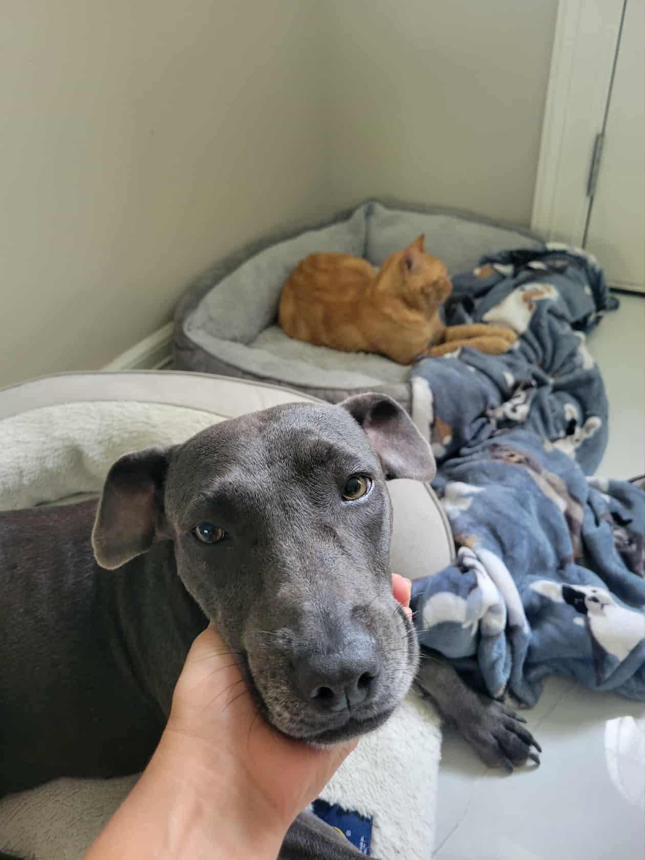 Skye, a Adoptable mixed breed in Commerce City, CO image 5/6