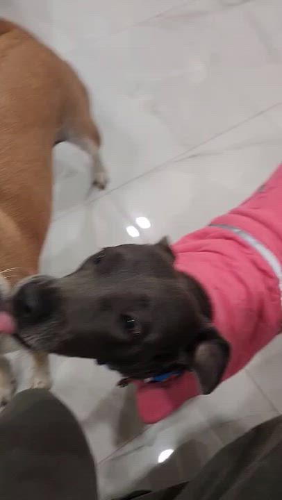 Enlarge Skye, a Adoptable mixed breed in Commerce City, CO video 6/6