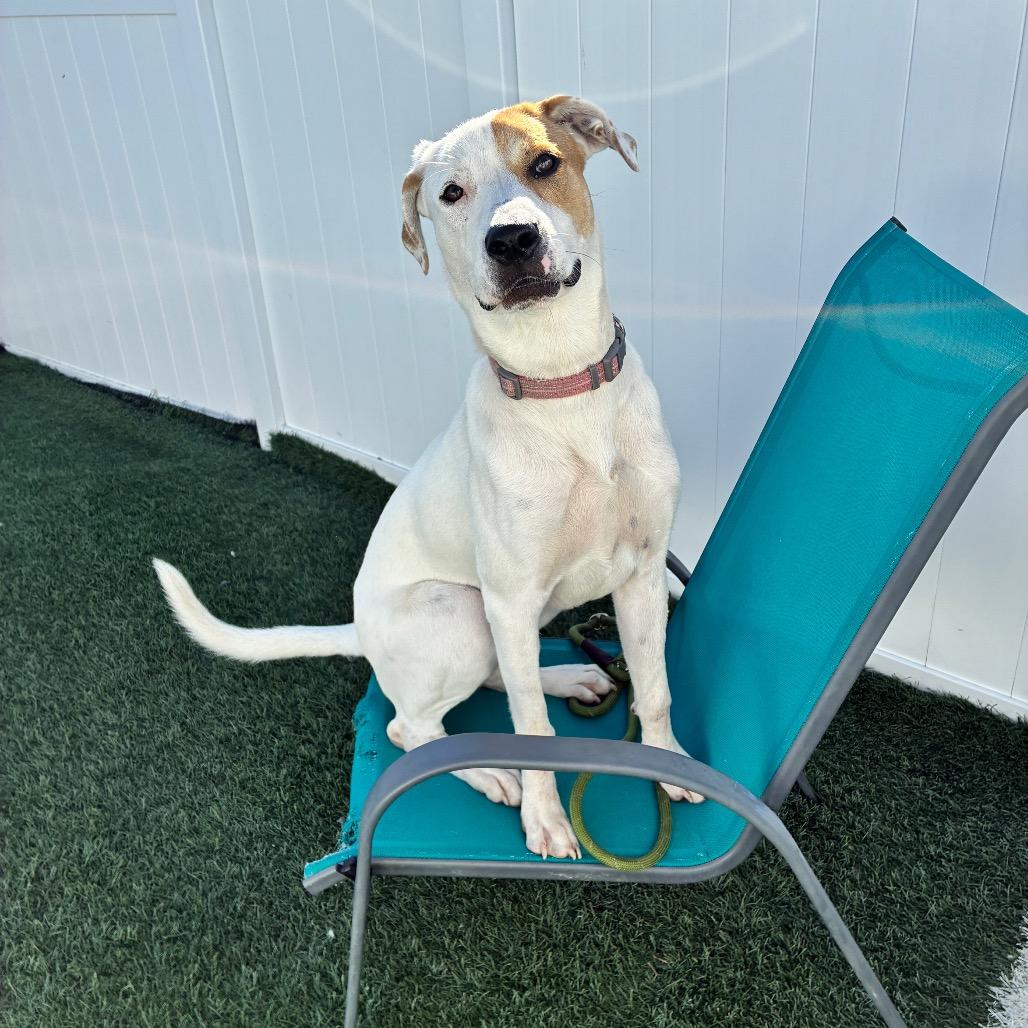 Maple, Adoptable, Young Female Labrador Retriever.