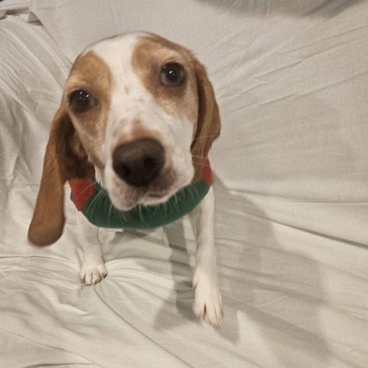 Butterscotch, Adoptable, Senior Female Hound.