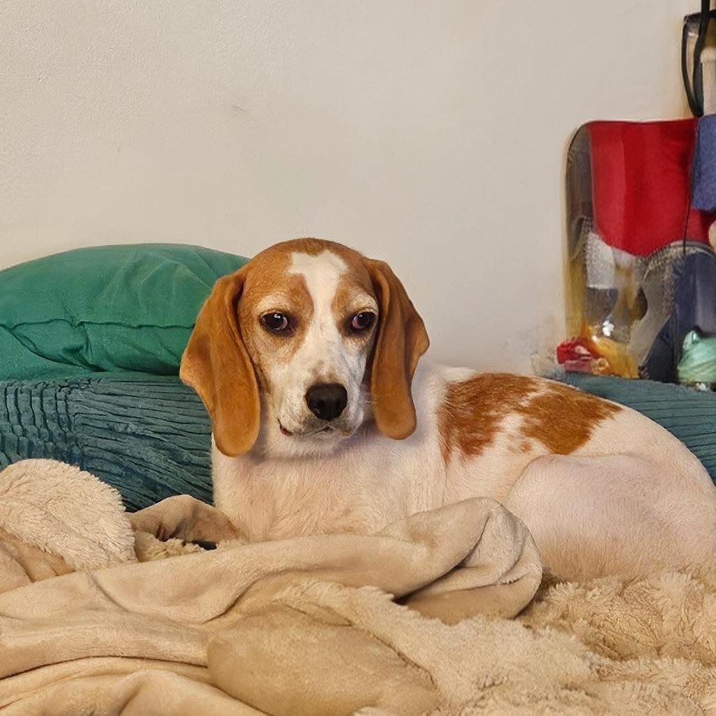 Enlarge Butterscotch, a Adoptable Hound in Harrisonburg, VA image 2/6
