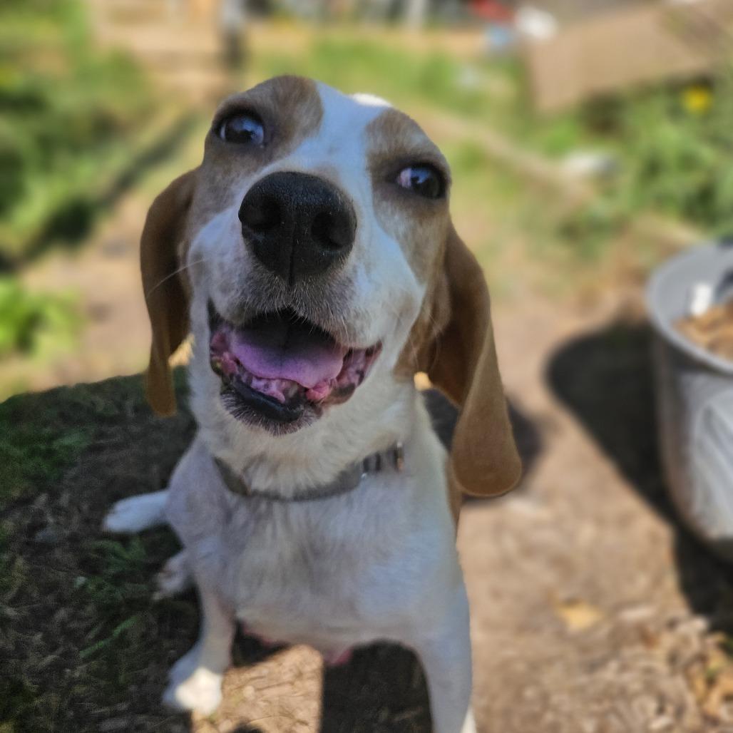 Enlarge Butterscotch, a Adoptable Hound in Harrisonburg, VA image 3/6