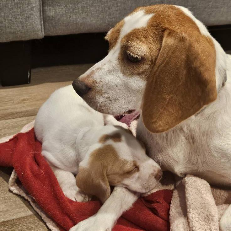 Enlarge Butterscotch, a Adoptable Hound in Harrisonburg, VA image 4/6