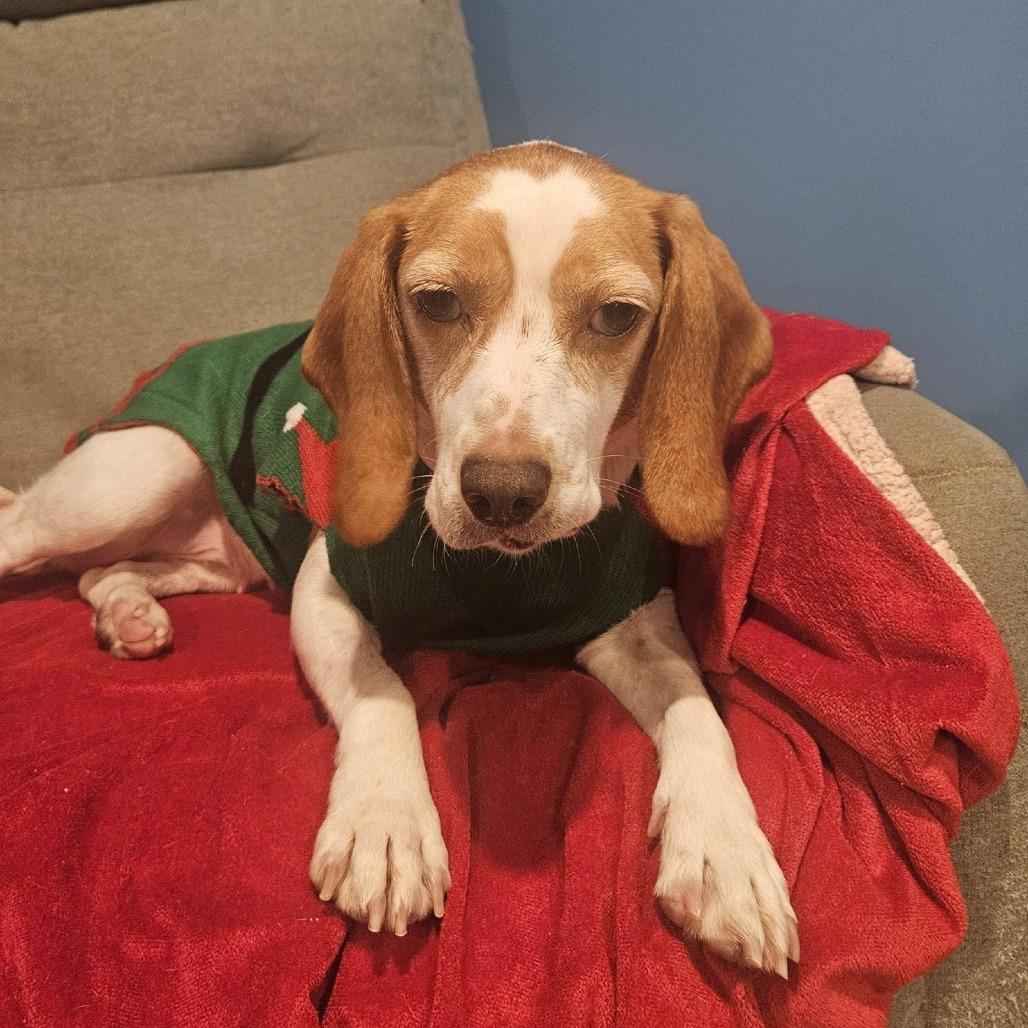 Enlarge Butterscotch, a Adoptable Hound in Harrisonburg, VA image 5/6