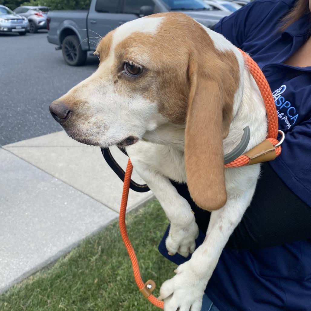 Enlarge Butterscotch, a Adoptable Hound in Harrisonburg, VA image 6/6