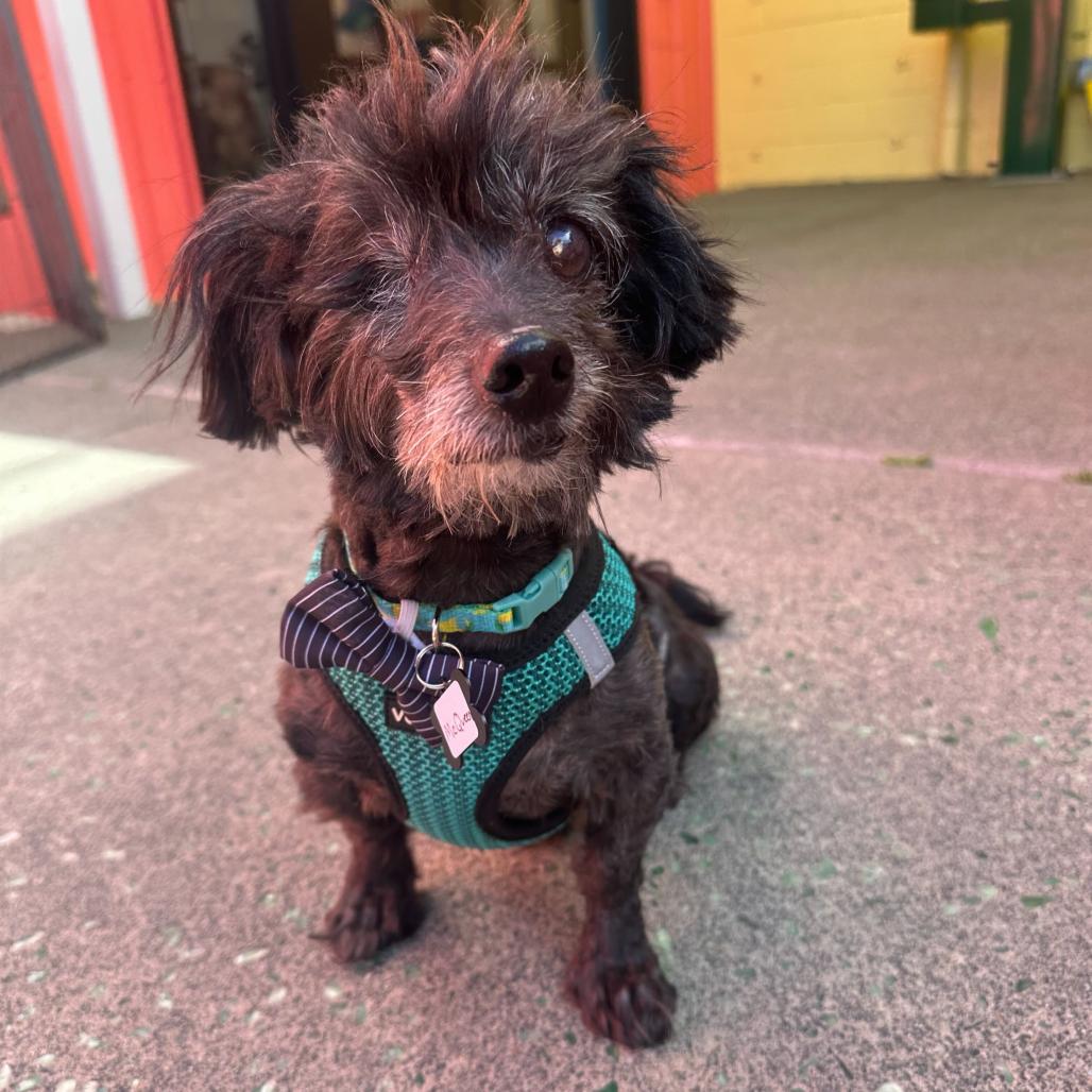 McQueen 13923, Adoptable, Senior Male Poodle.