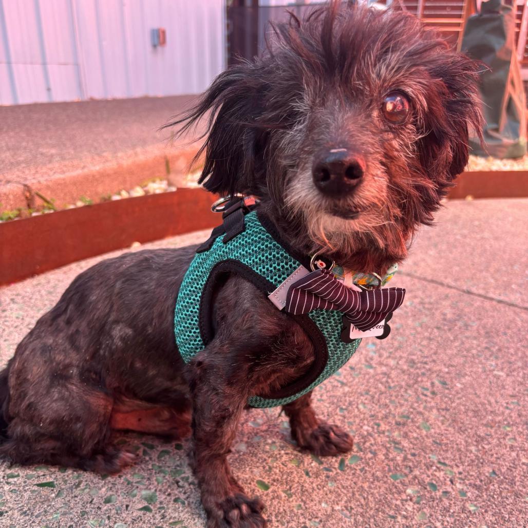 Enlarge McQueen 13923, a Adoptable Poodle in San Francisco, CA image 2/6
