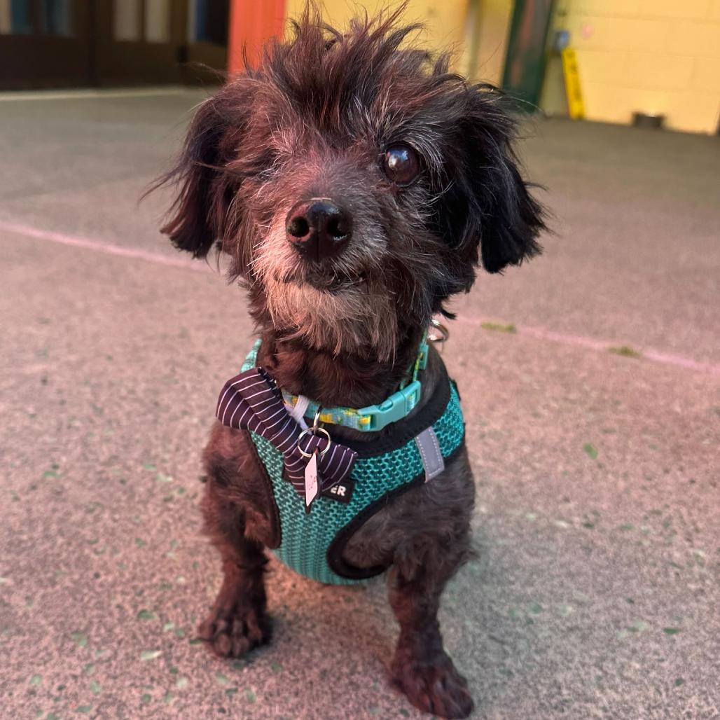 Enlarge McQueen 13923, a Adoptable Poodle in San Francisco, CA image 3/6