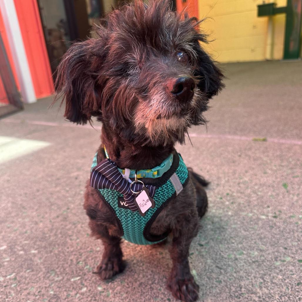 Enlarge McQueen 13923, a Adoptable Poodle in San Francisco, CA image 4/6