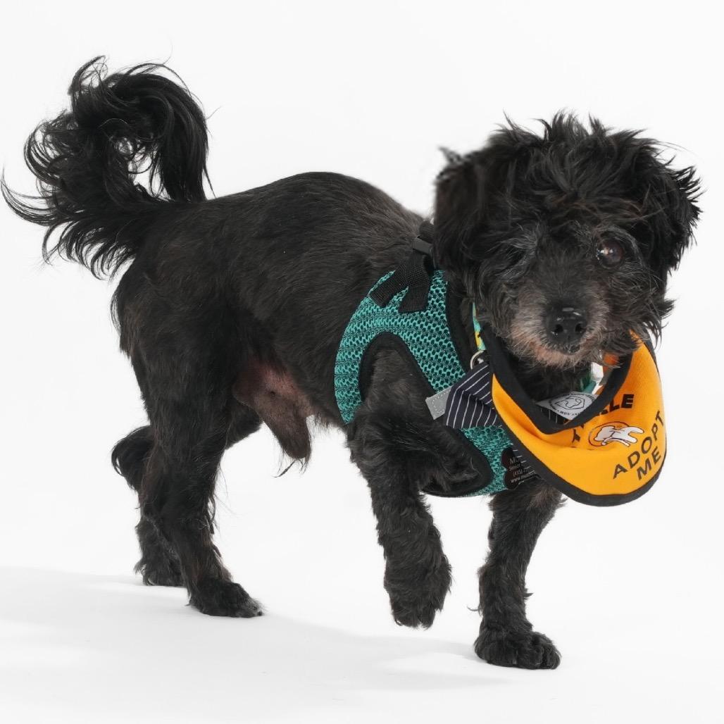 Enlarge McQueen 13923, a Adoptable Poodle in San Francisco, CA image 5/6