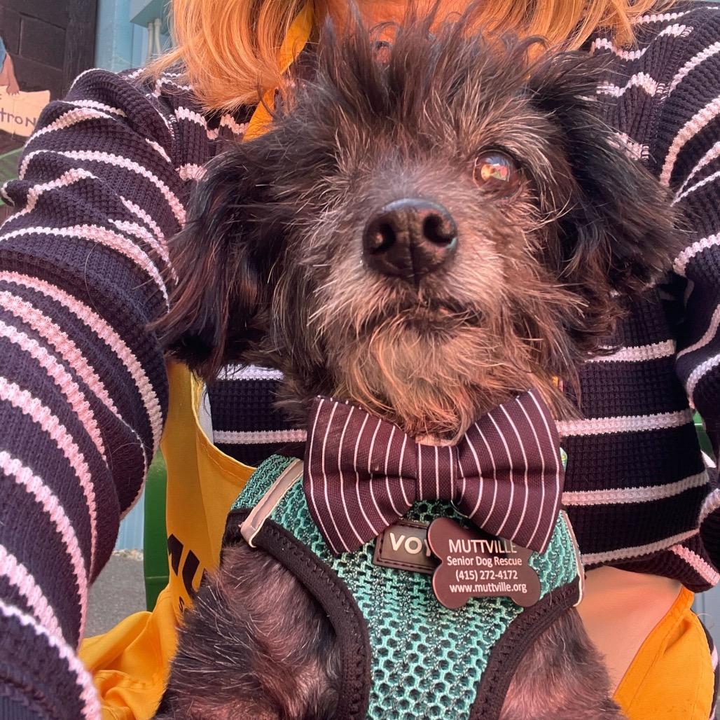 Enlarge McQueen 13923, a Adoptable Poodle in San Francisco, CA image 6/6