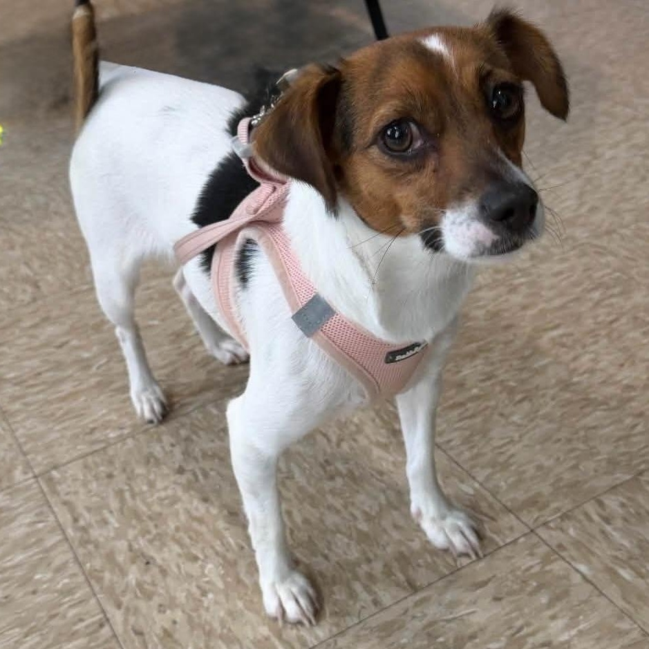 Enlarge Pom Pom, a Adopted mixed breed in Glendale, NY image 1/2