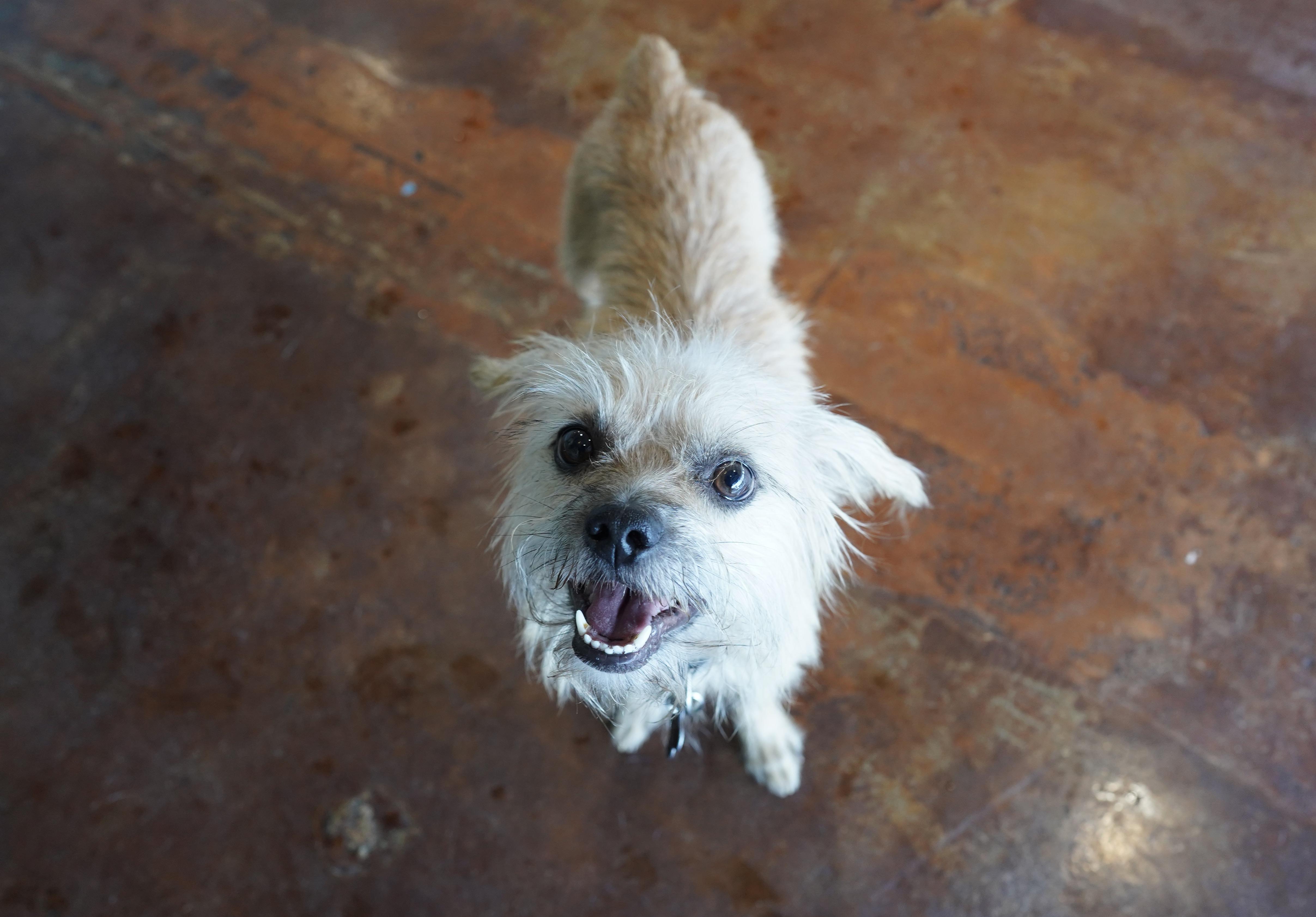Boo, a Adoptable mixed breed in San Antonio, TX image 1/5