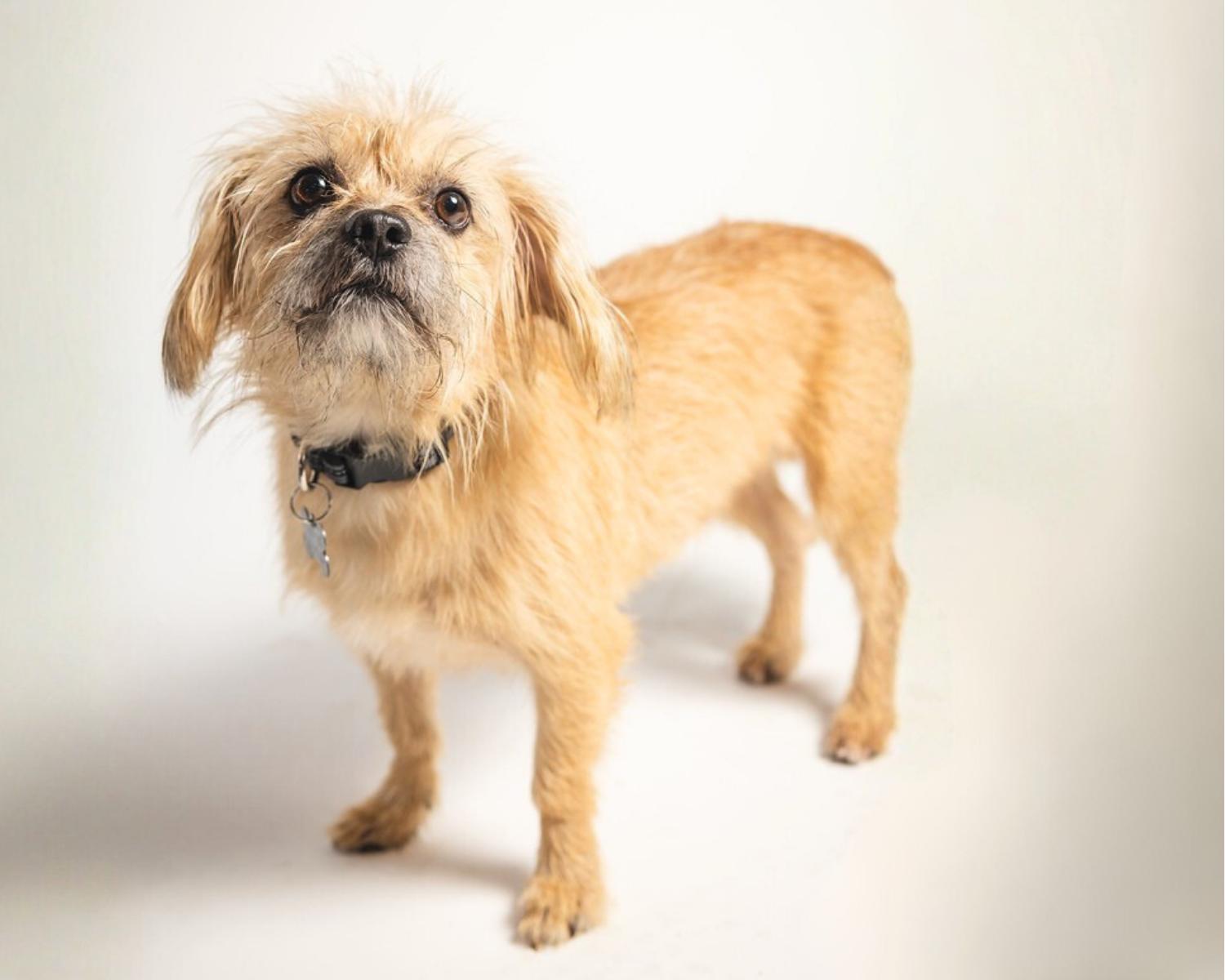 Enlarge Boo, a Adoptable mixed breed in San Antonio, TX image 6/6