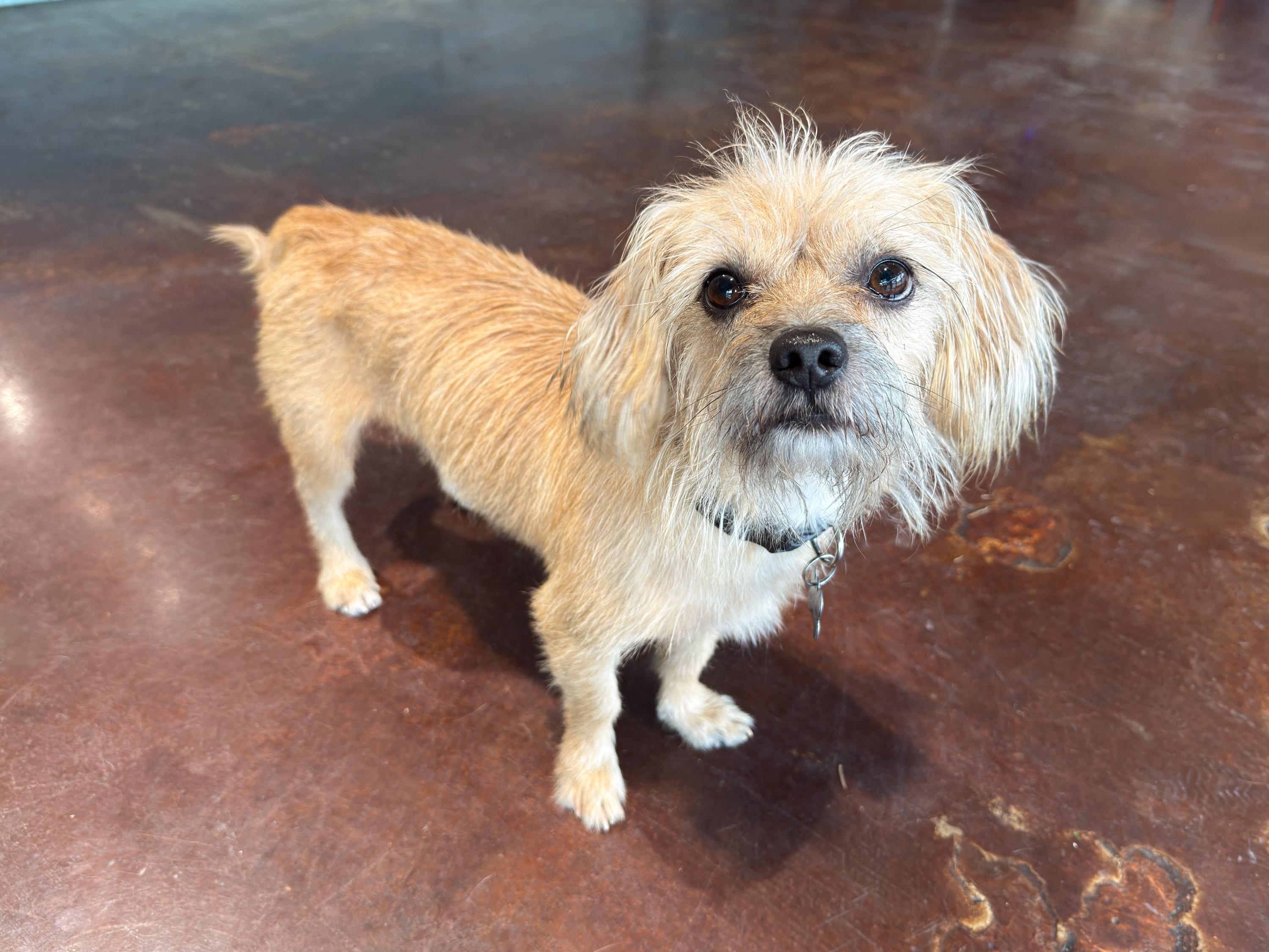 Boo, a Adoptable mixed breed in San Antonio, TX image 2/6