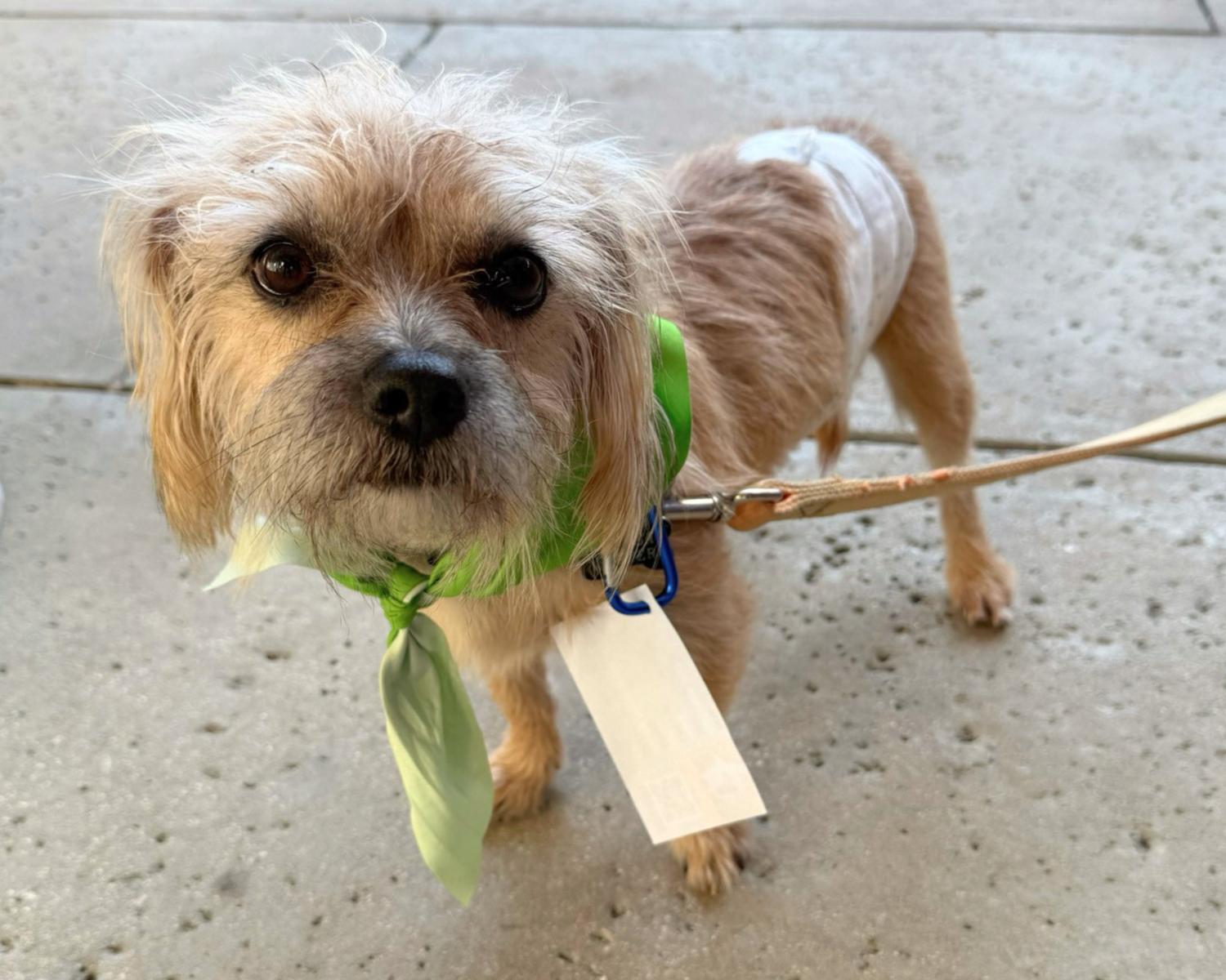 Boo, Adoptable, Adult Male Cairn Terrier.