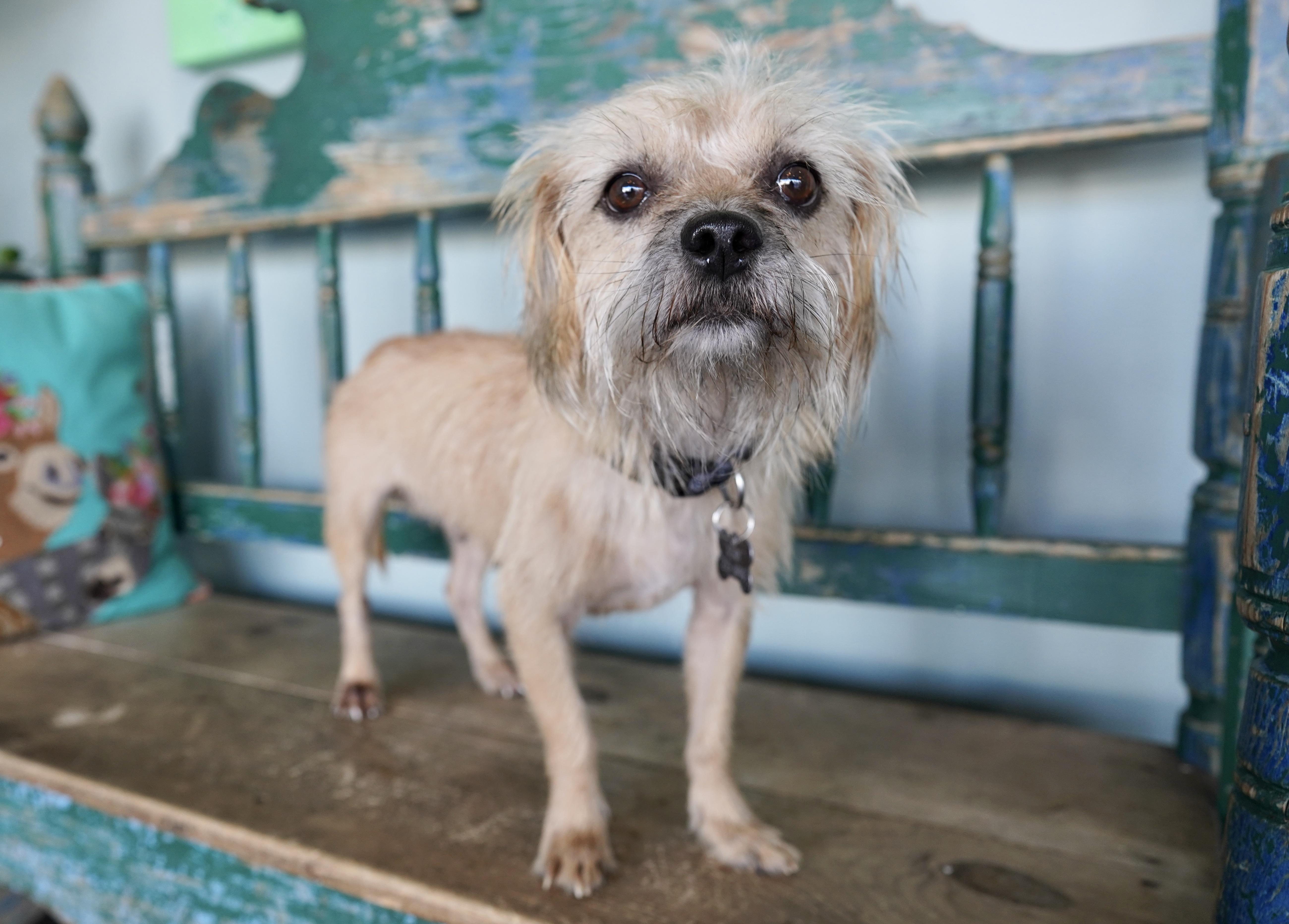 Boo, a Adoptable mixed breed in San Antonio, TX image 3/5