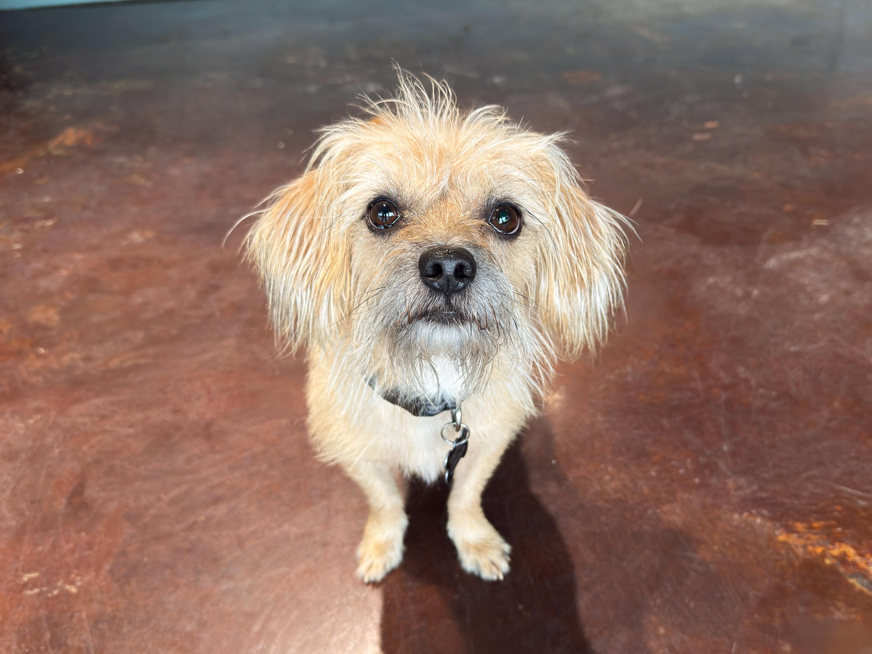 Boo, a Adoptable mixed breed in San Antonio, TX image 4/6
