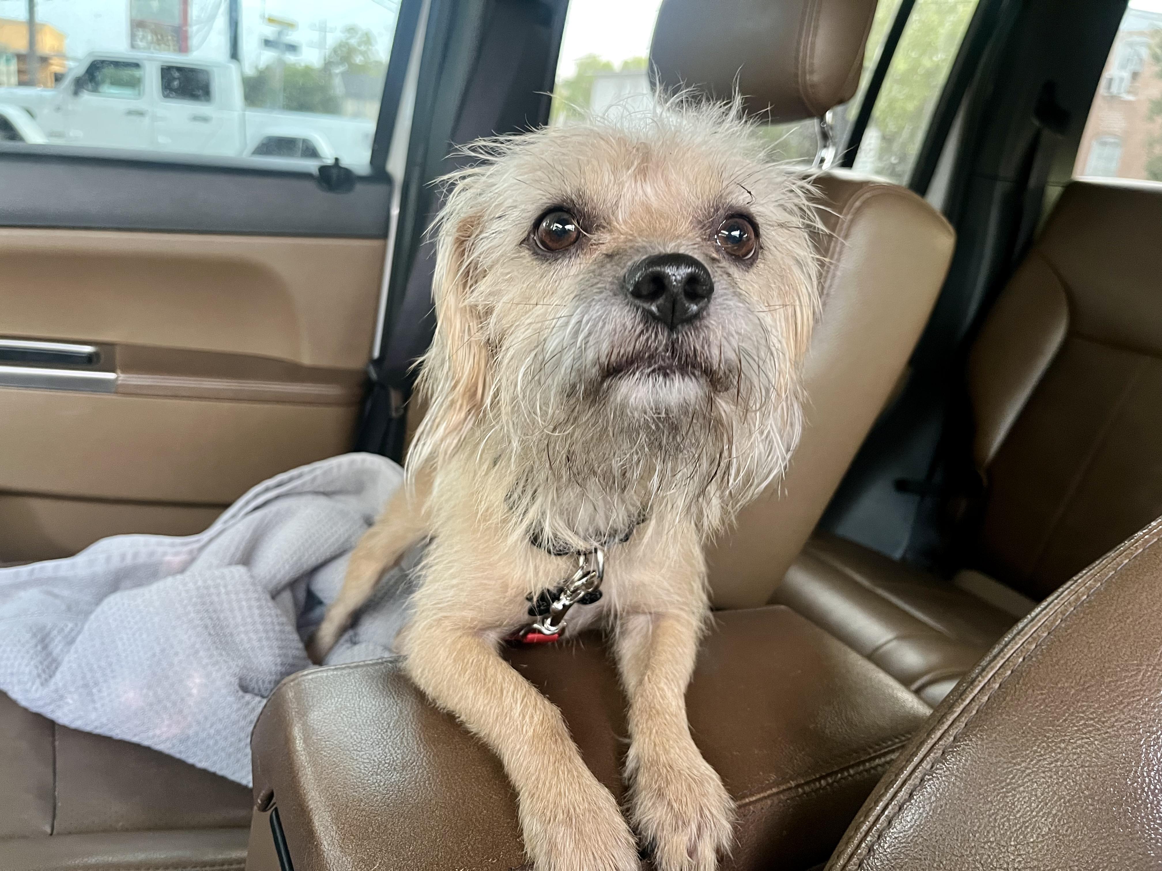 Boo, a Adoptable mixed breed in San Antonio, TX image 4/5