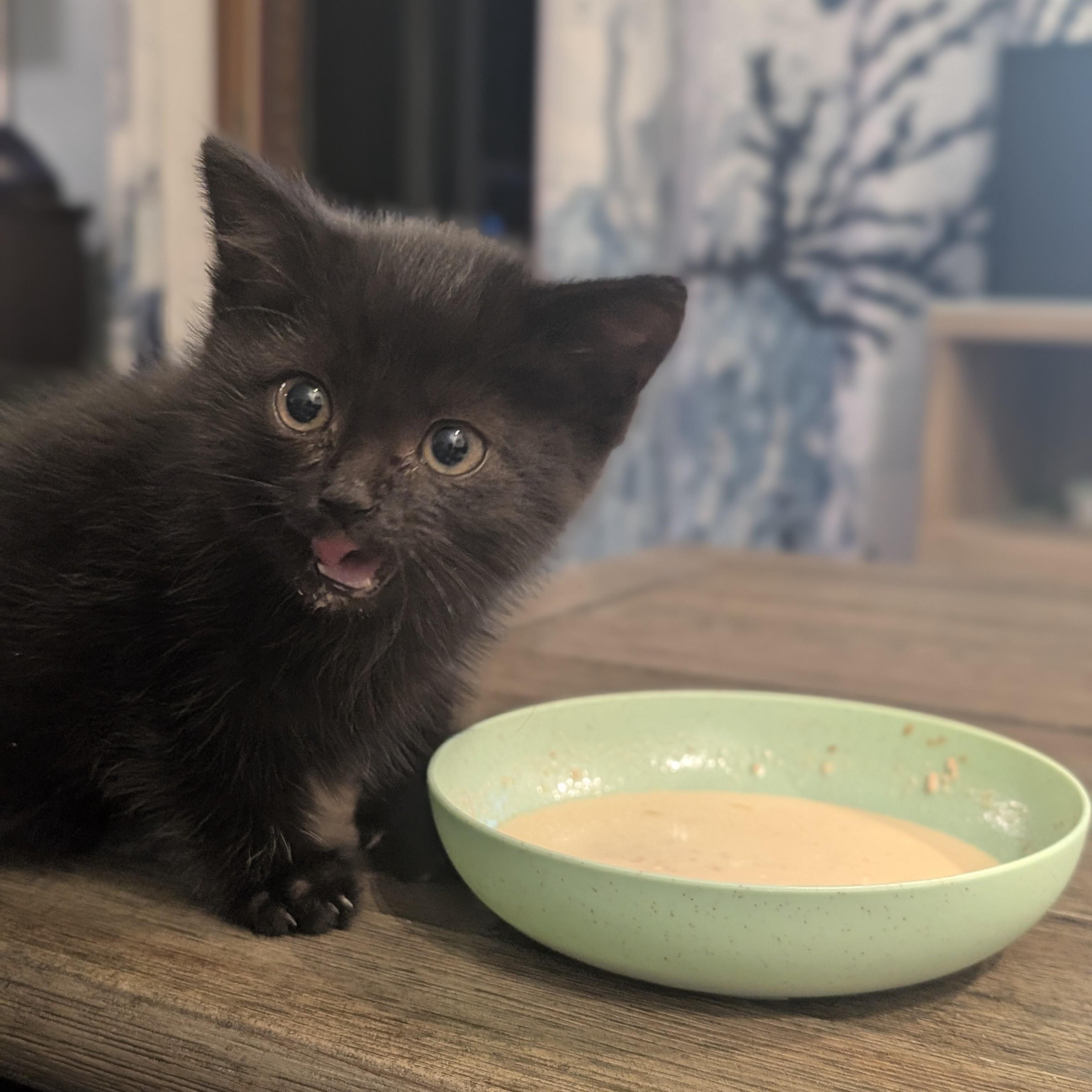 Little Bear, an adopted Domestic Medium Hair in Quincy, OH image 3/5