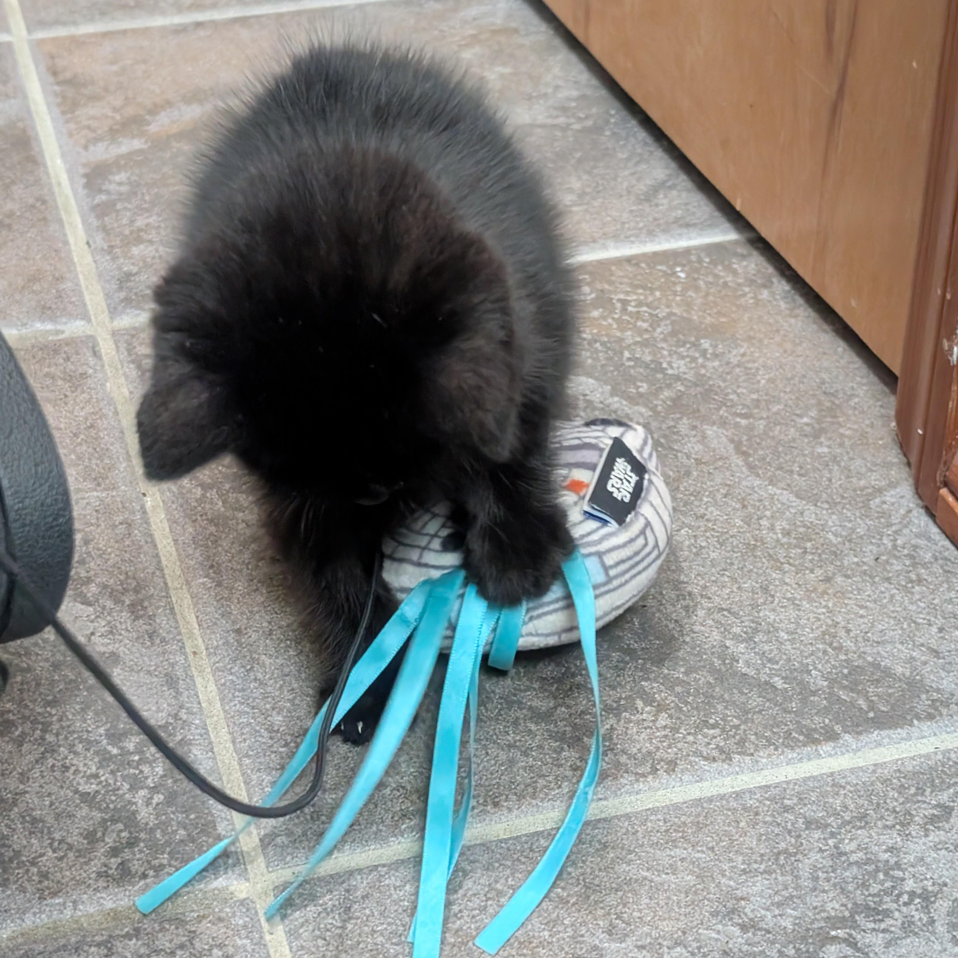 Little Bear, an adopted Domestic Medium Hair in Quincy, OH image 4/5
