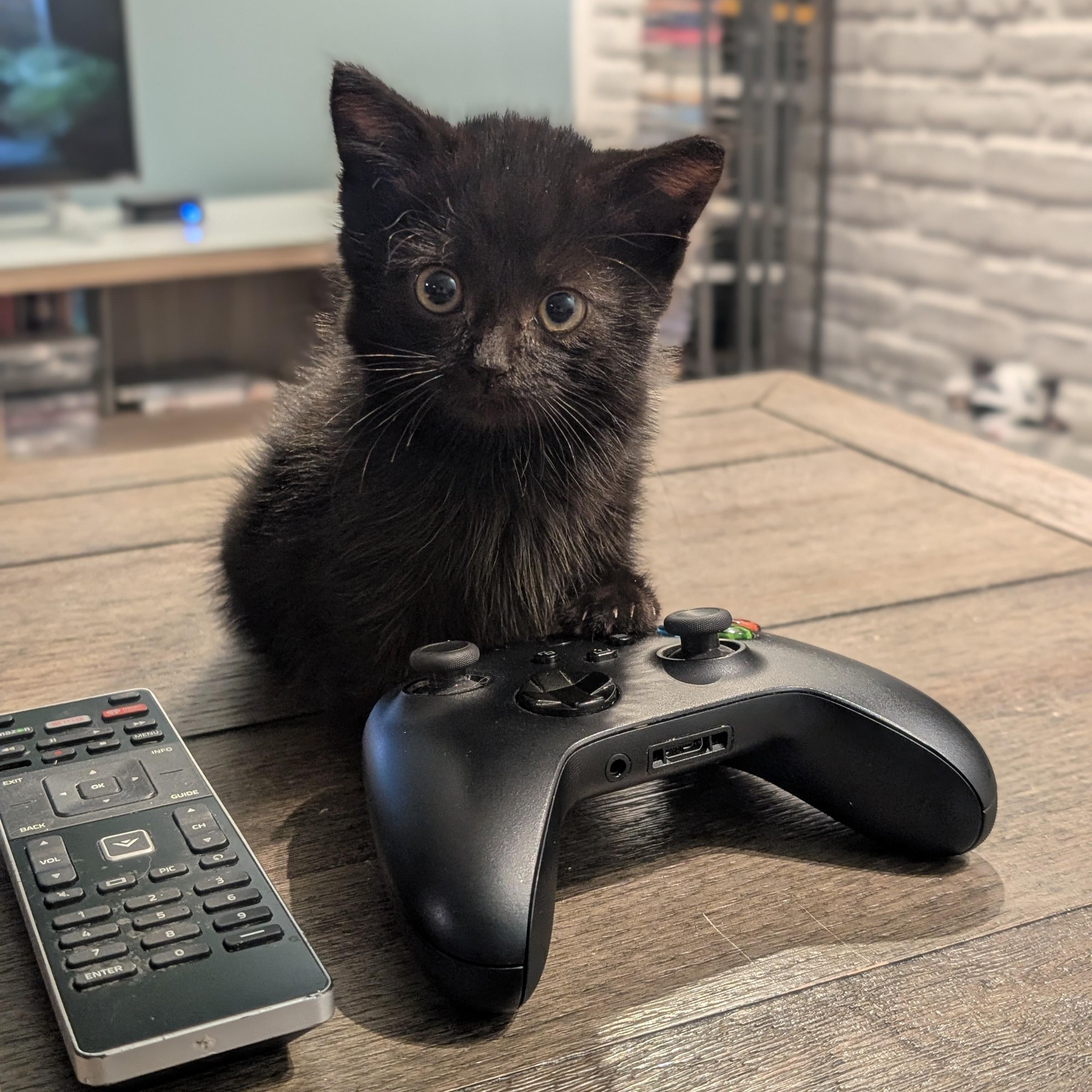 Little Bear, an adopted Domestic Medium Hair in Quincy, OH image 1/5
