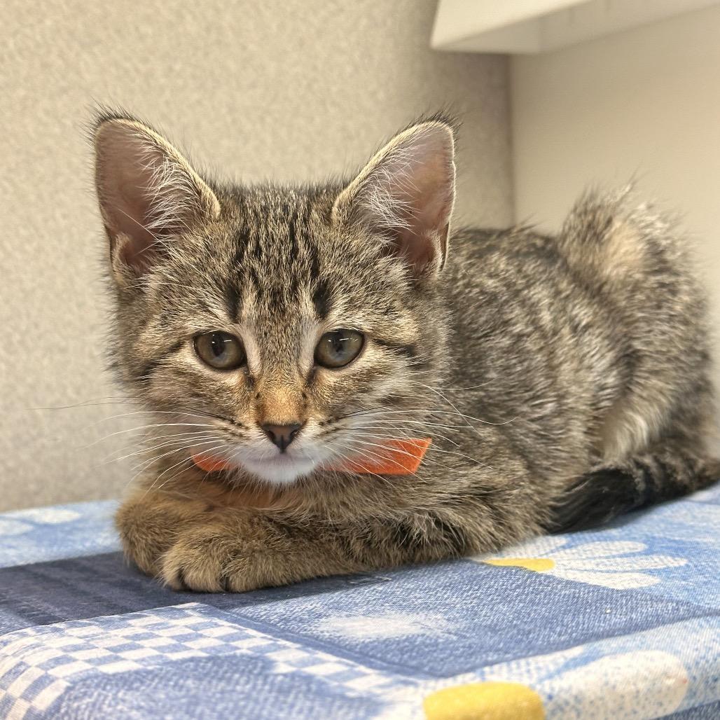 Koko, Adoptable, Kitten Female Domestic Short Hair.