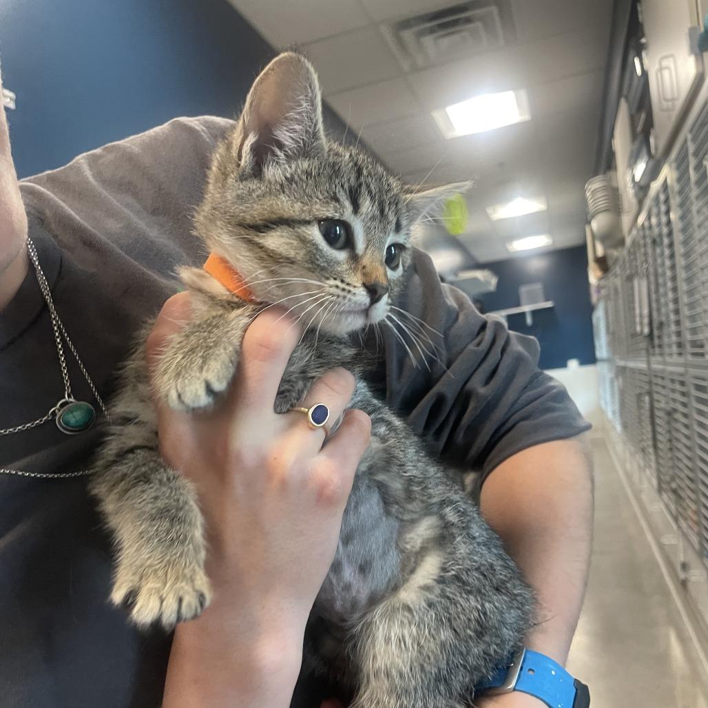 Koko, a Adoptable Domestic Short Hair in Hailey, ID image 2/4