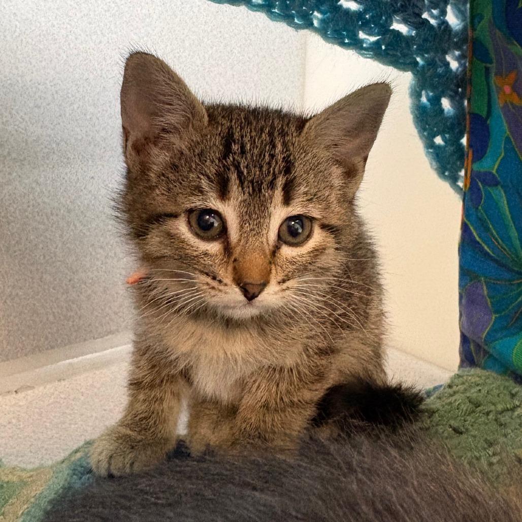 Koko, a Adoptable Domestic Short Hair in Hailey, ID image 3/4