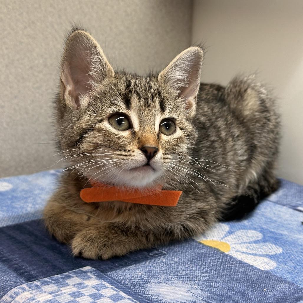Koko, a Adoptable Domestic Short Hair in Hailey, ID image 4/4