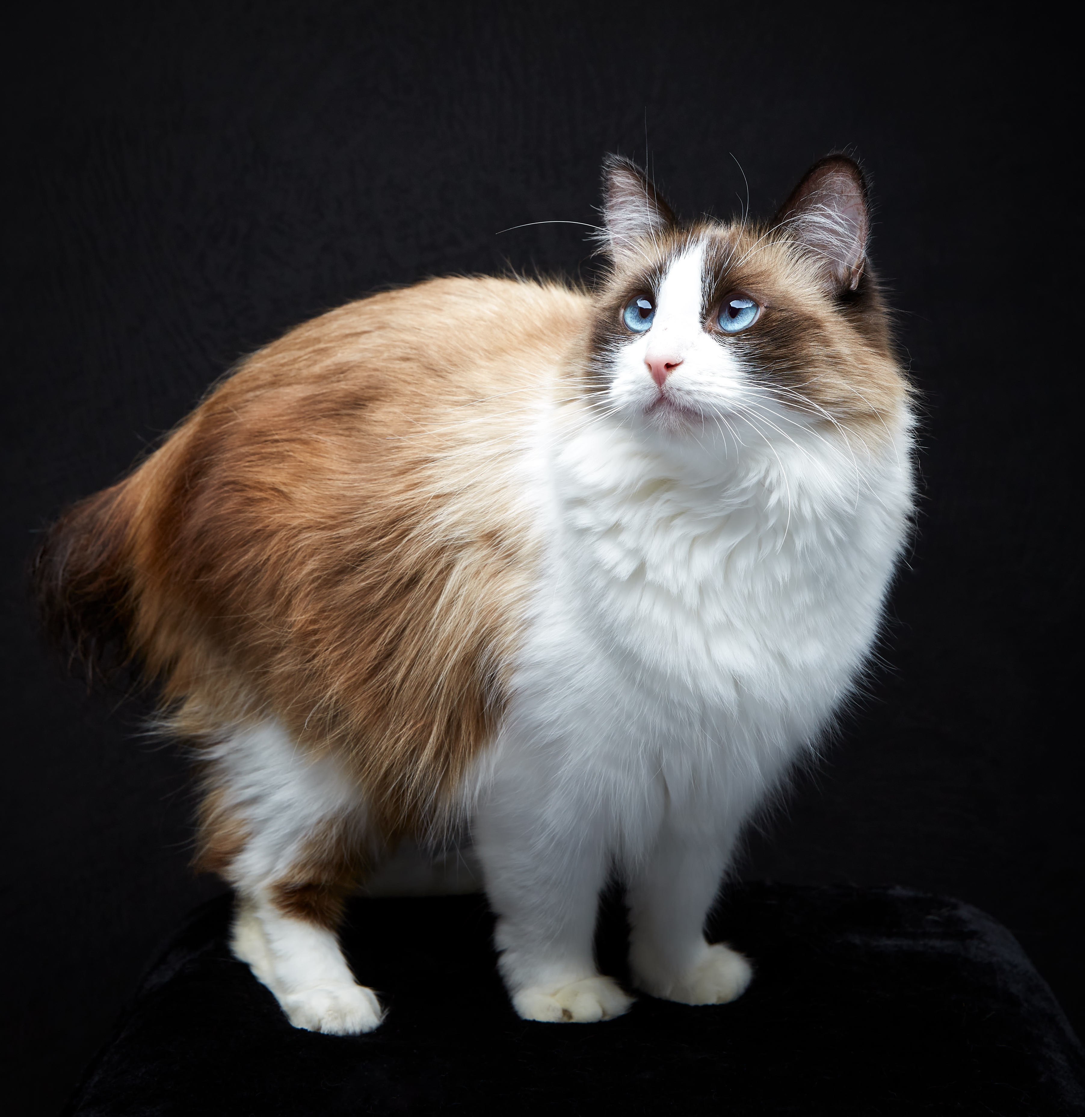 Yoshimi, Adoptable, Adult Female Siamese.