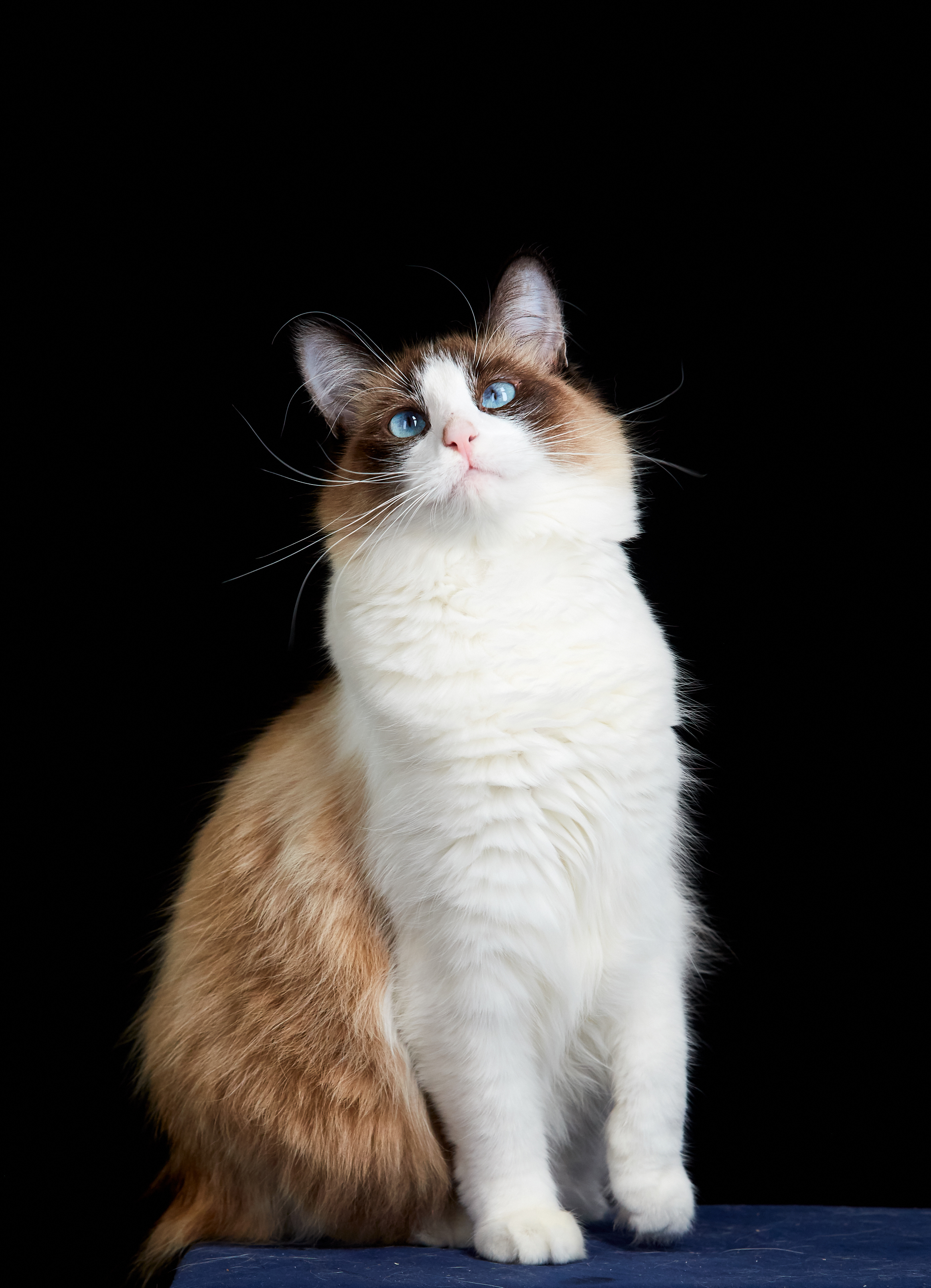 Enlarge Yoshimi, a Adoptable Siamese in Los Angeles, CA image 2/10