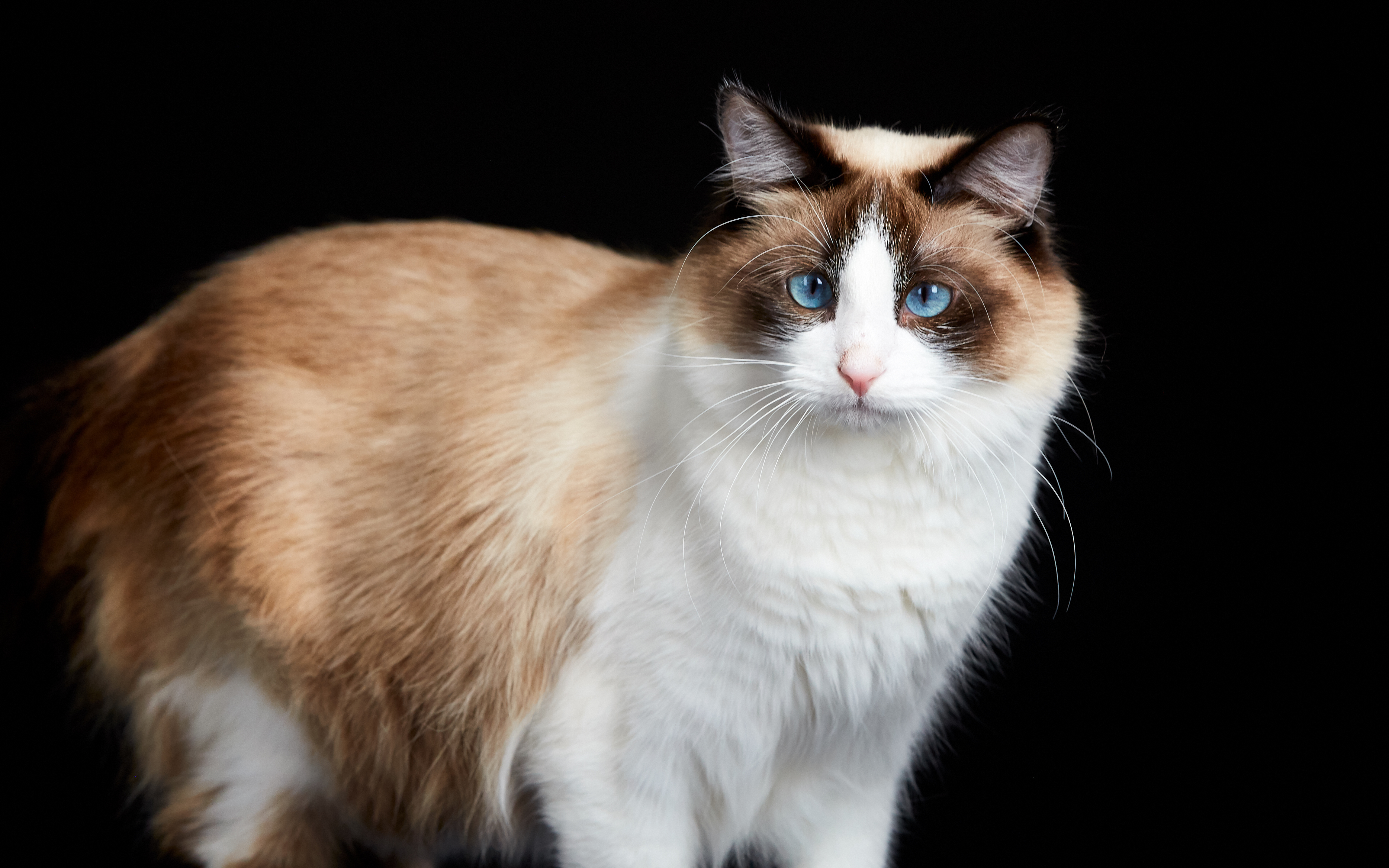 Enlarge Yoshimi, a Adoptable Siamese in Los Angeles, CA image 3/10