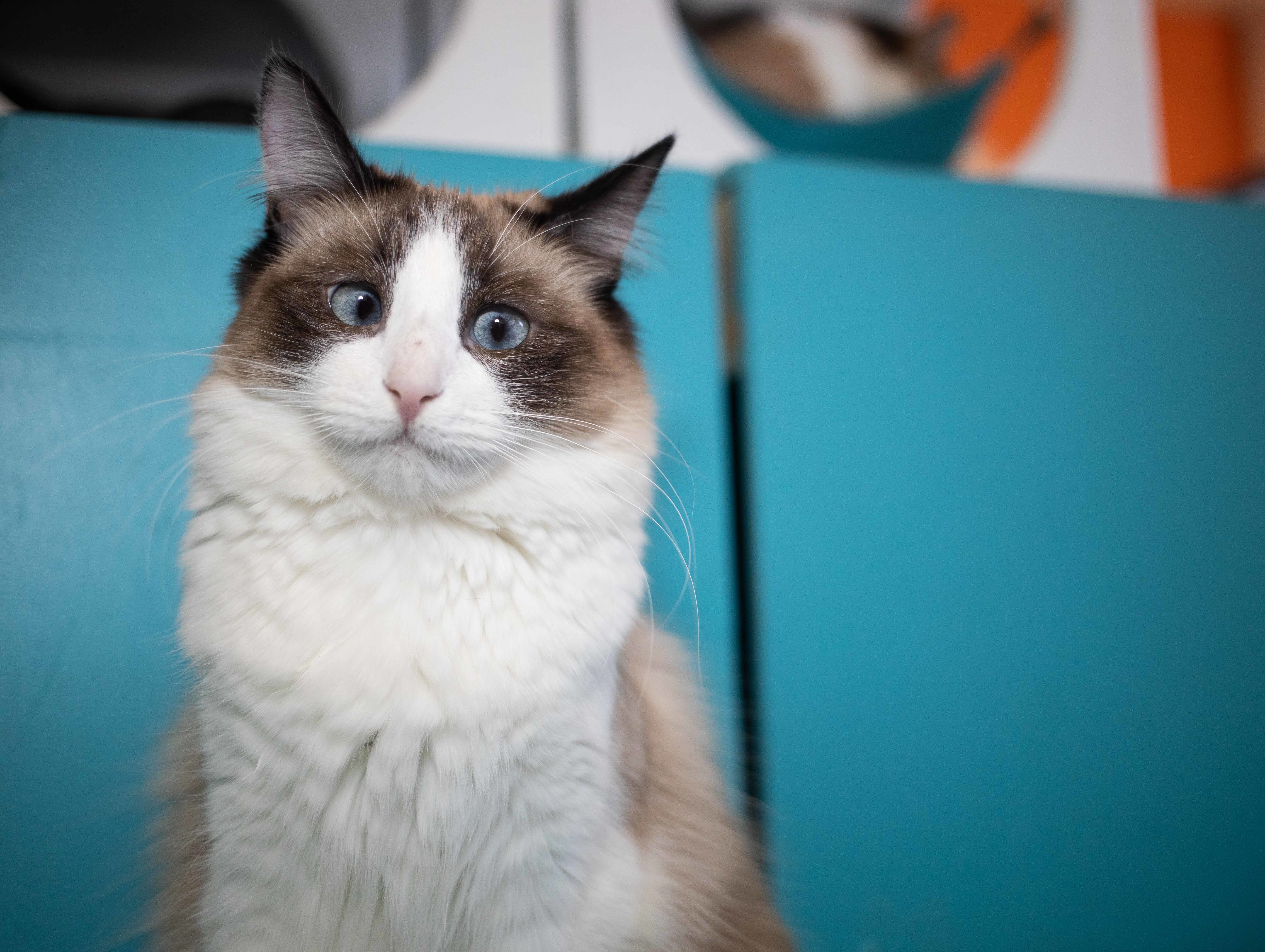 Enlarge Yoshimi, a Adoptable Siamese in Los Angeles, CA image 4/10
