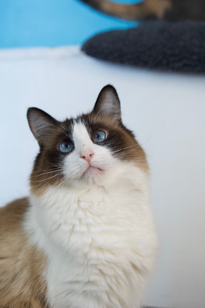 Enlarge Yoshimi, a Adoptable Siamese in Los Angeles, CA image 5/10