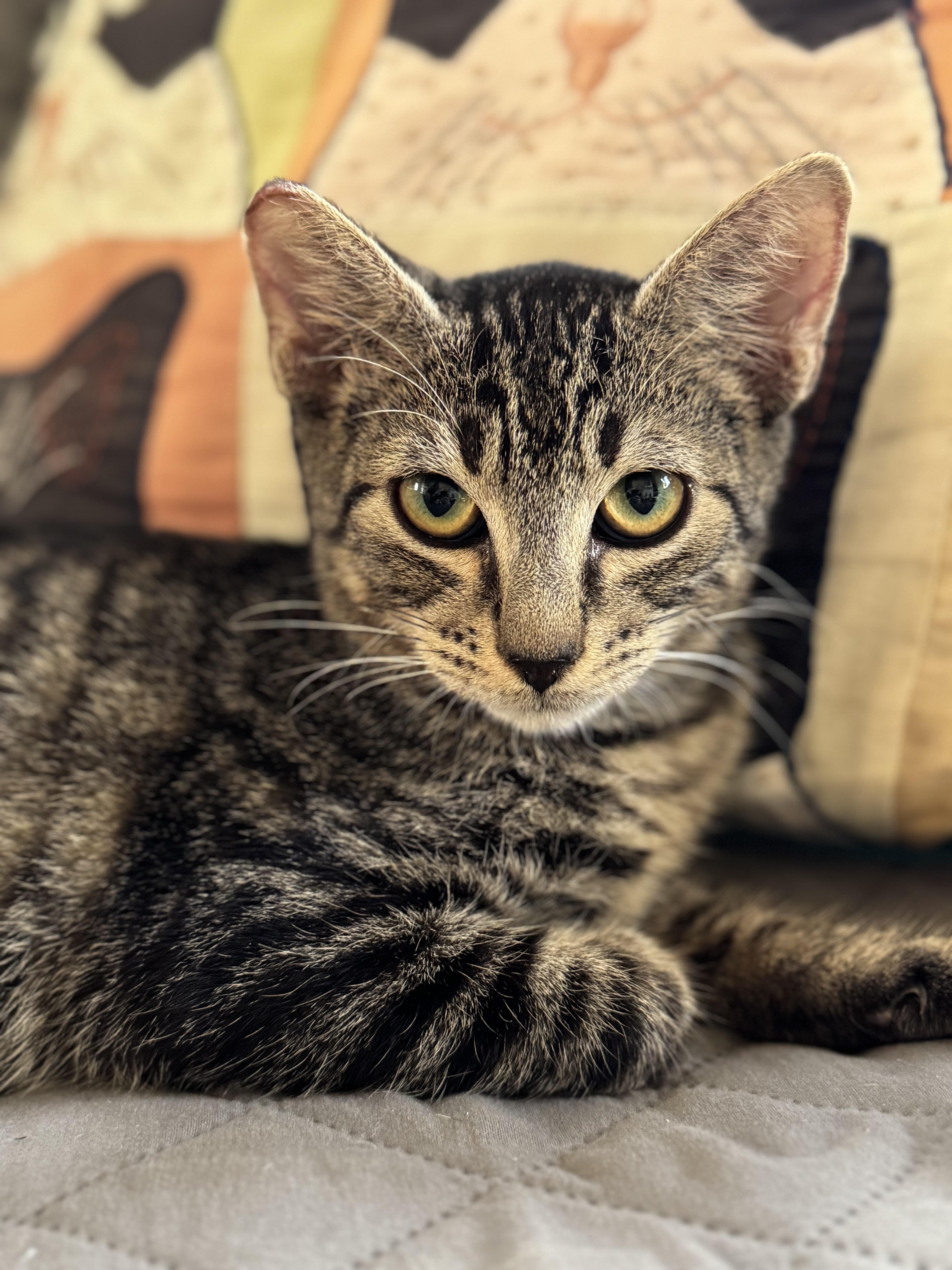 Enlarge Valvoline, an adopted Domestic Short Hair in New Orleans, LA image 4/6