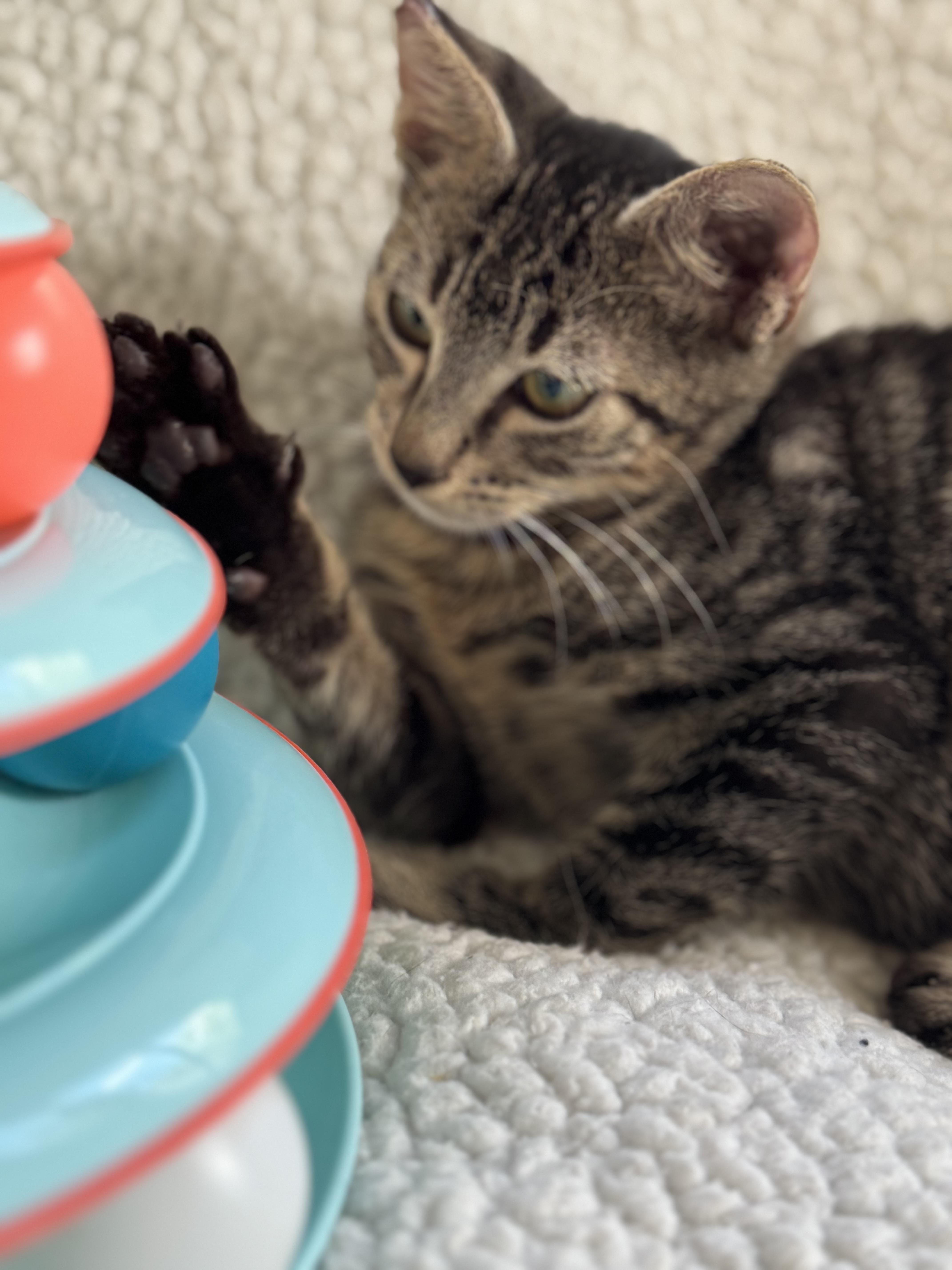 Enlarge Valvoline, an adopted Domestic Short Hair in New Orleans, LA image 2/6