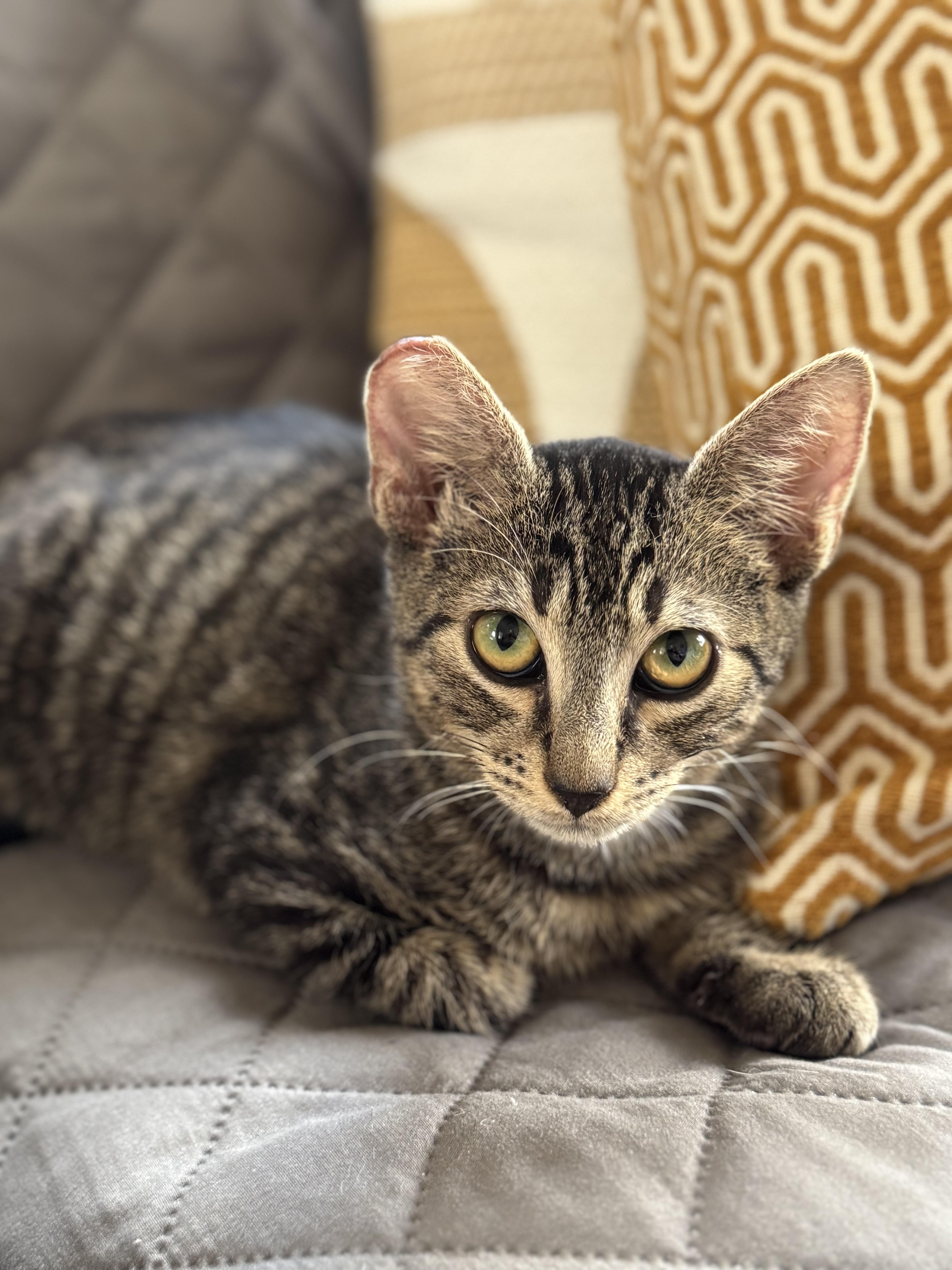 Enlarge Valvoline, an adopted Domestic Short Hair in New Orleans, LA image 1/6